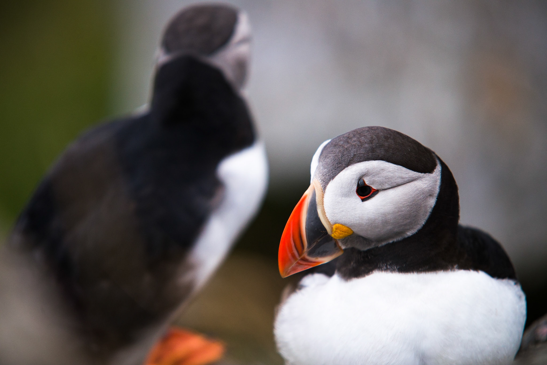 Atlantic puffin (Fratercula arctica)