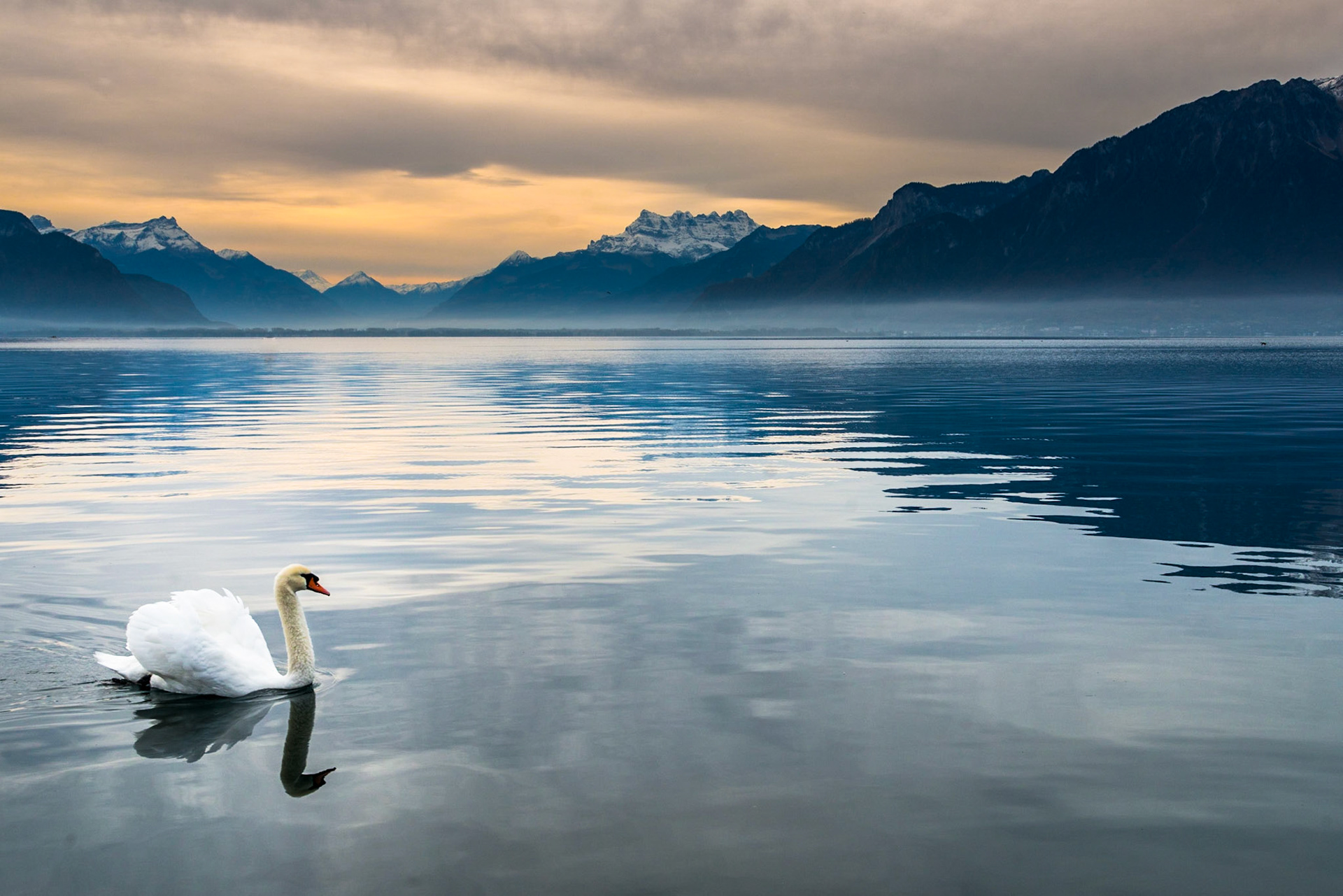 Mute swan (Cygnus olor)