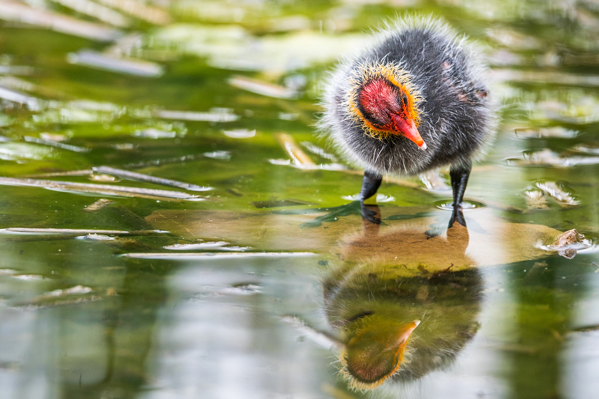 Eurasian coot (Fulica atra)