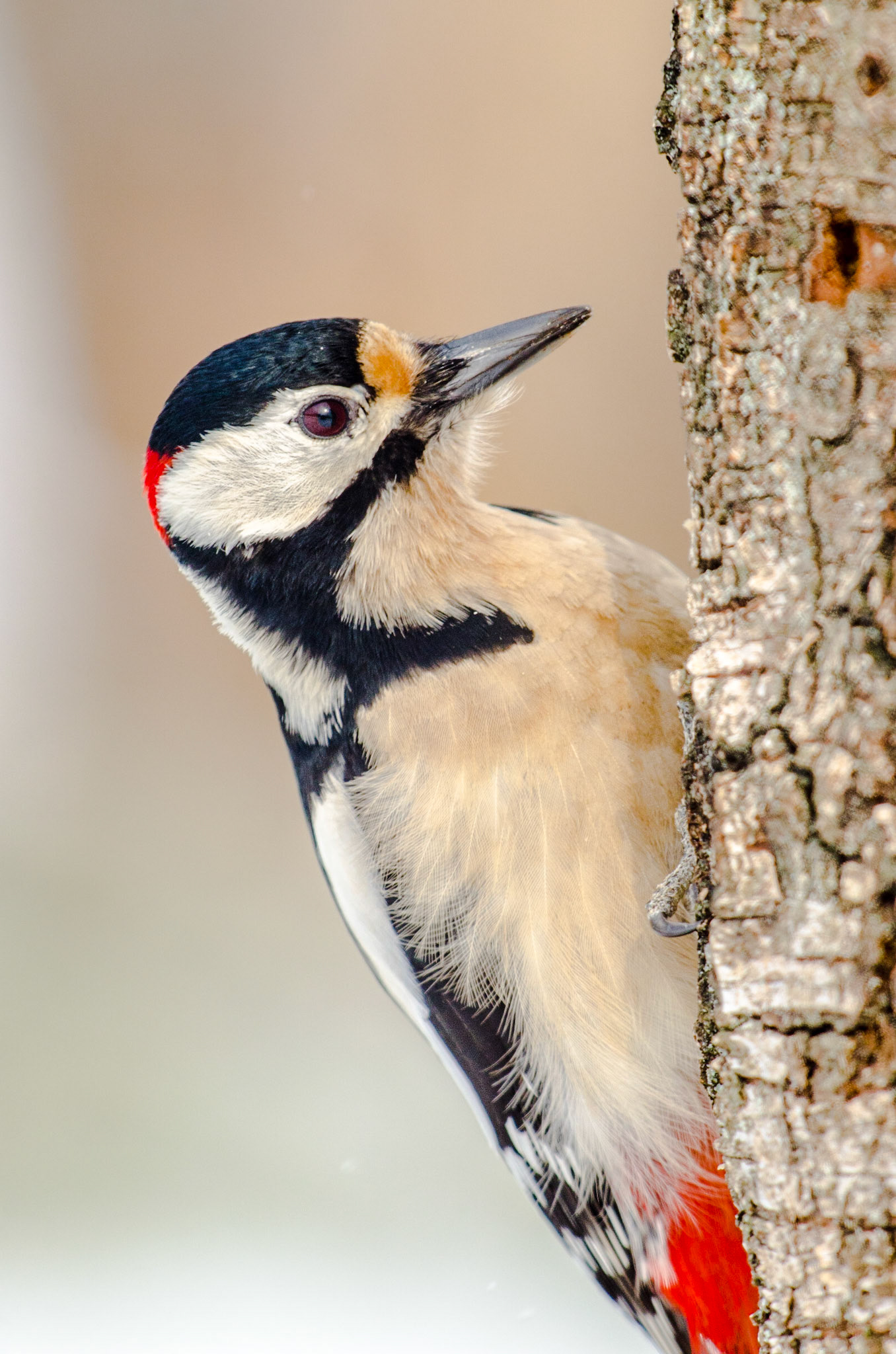 Great spotted woodpecker (Dendrocopos major)