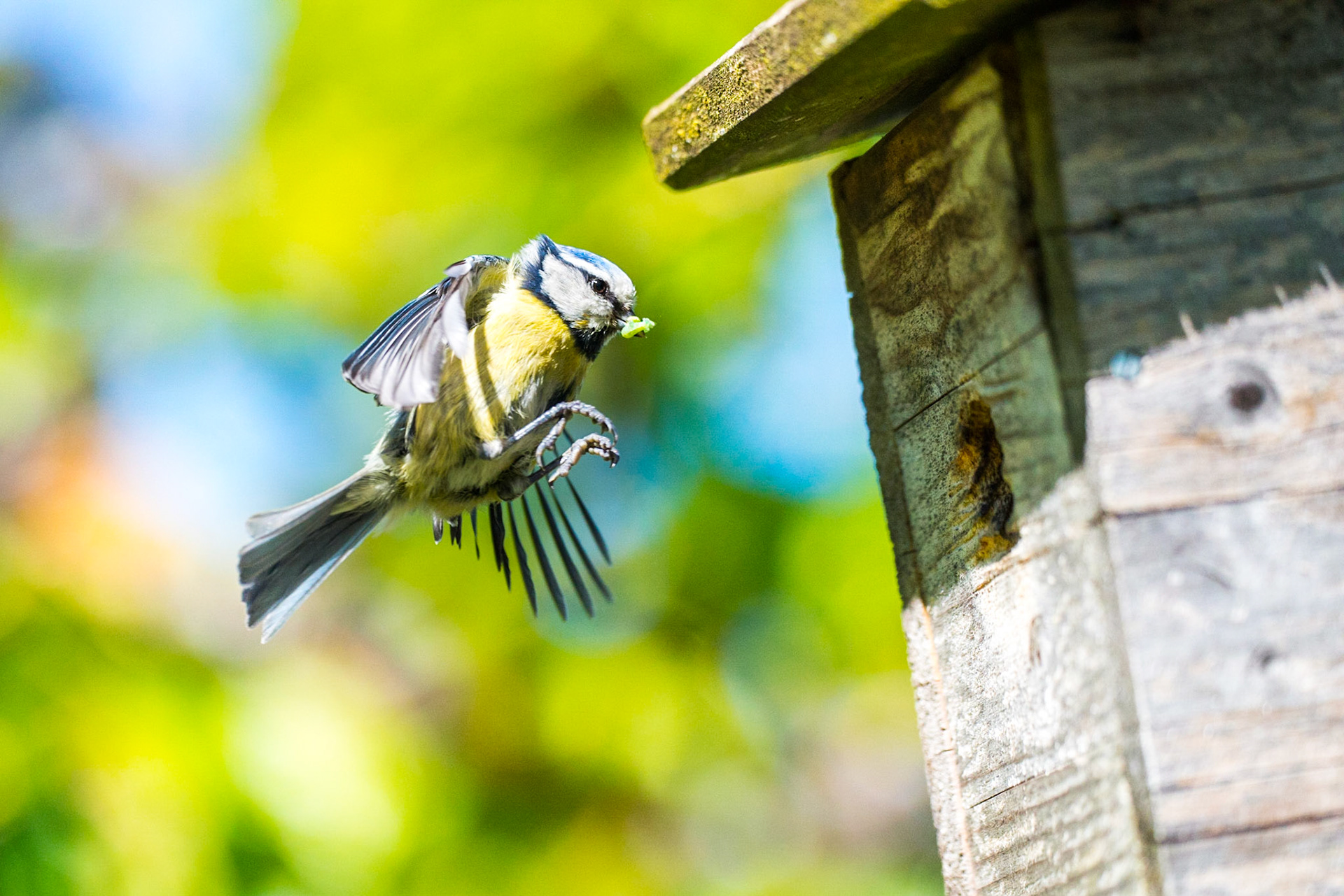 Eurasian blue tit (Cyanistes caeruleus)