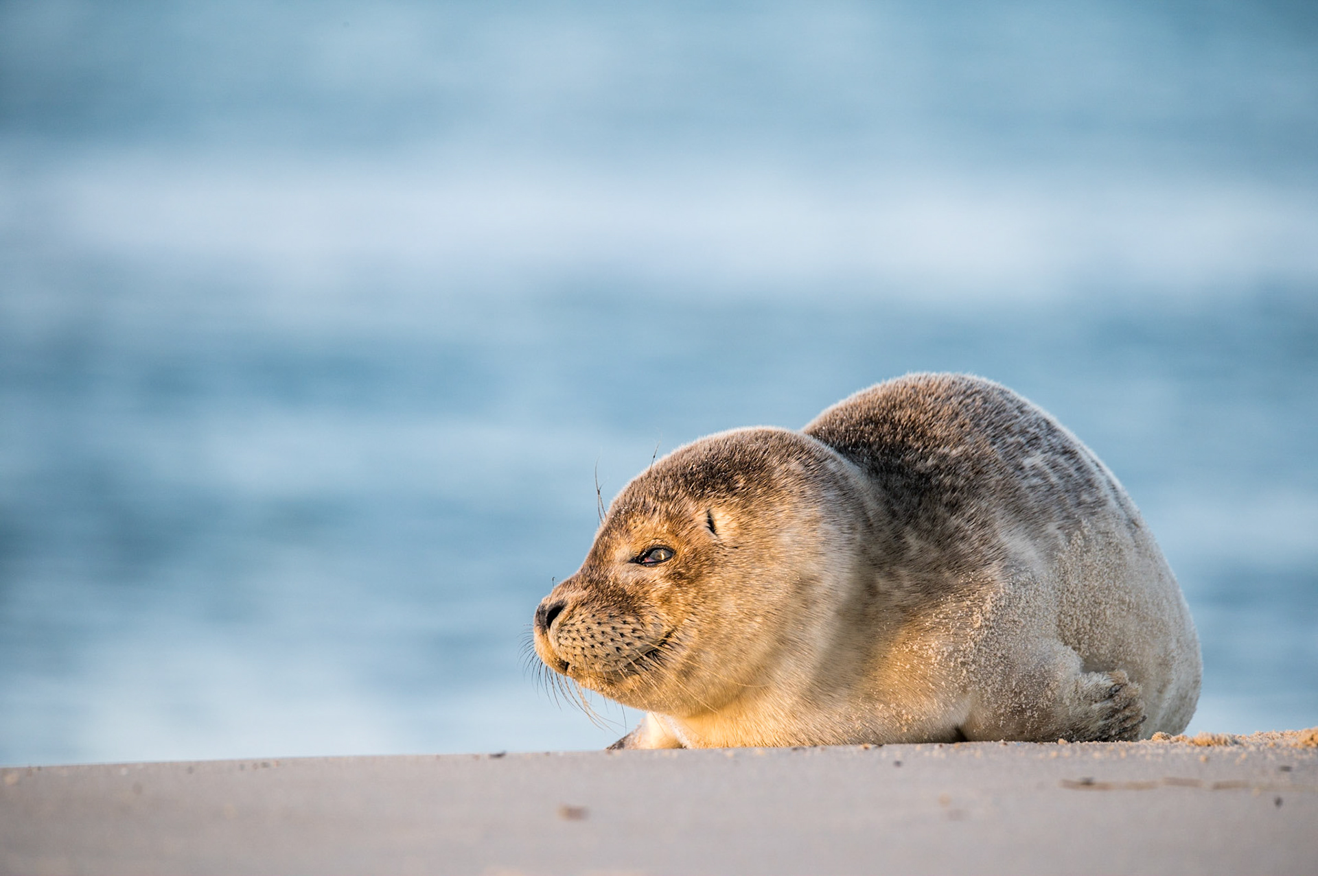 Harbour seal (Phoca vitulina)