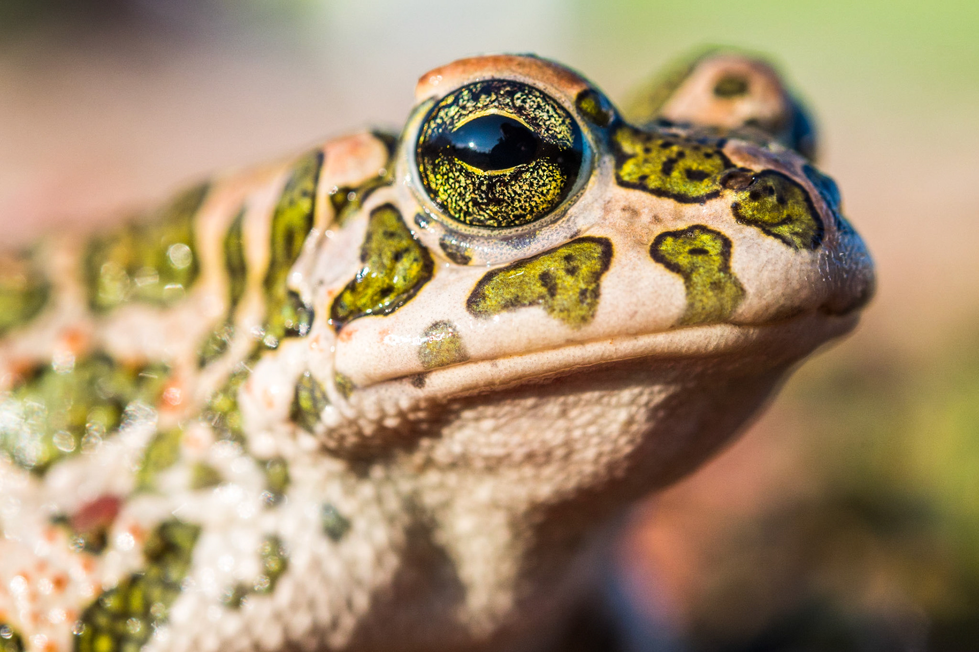 European green toad (Bufotes viridis)