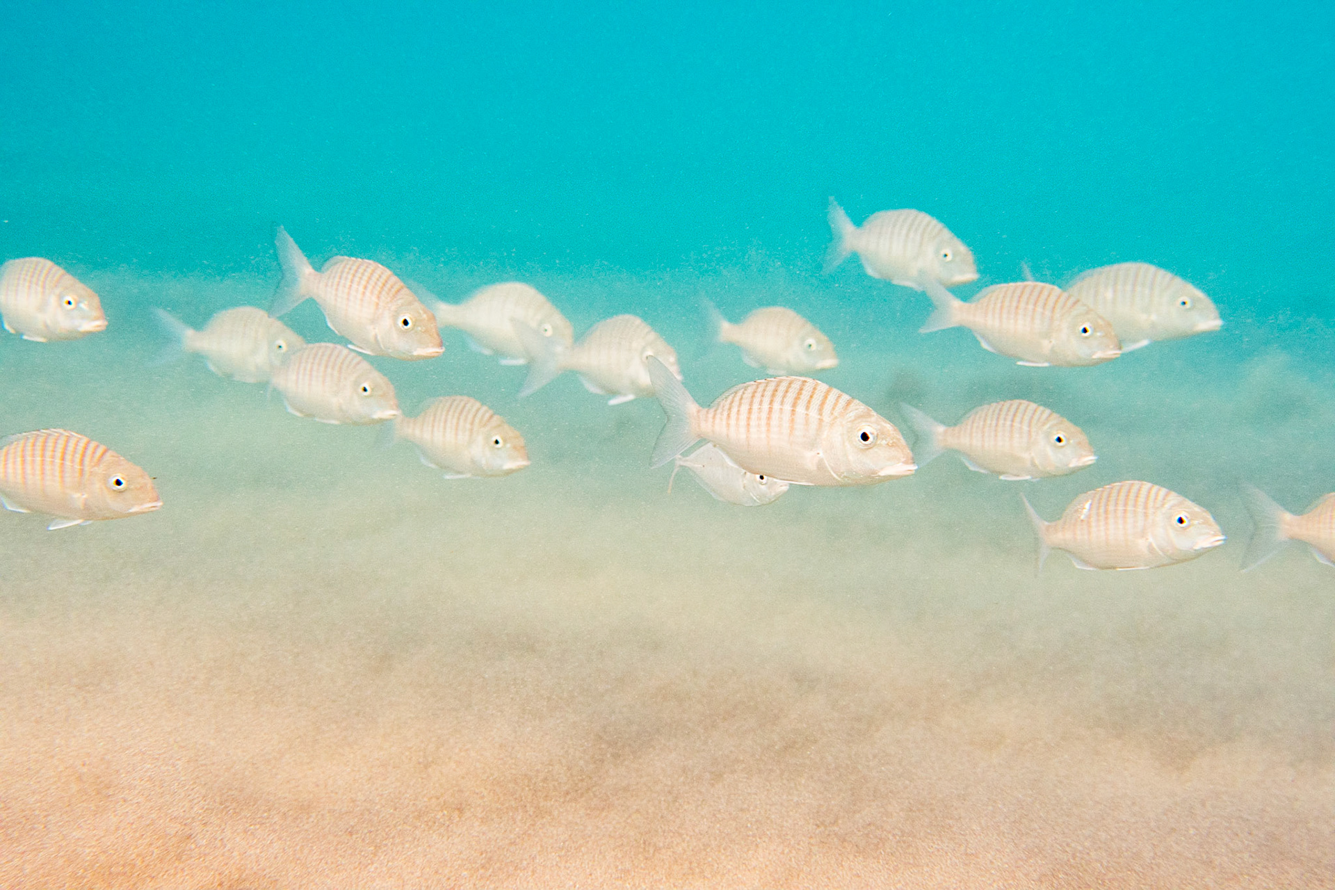 Sand steenbras (Lithognathus mormyrus)