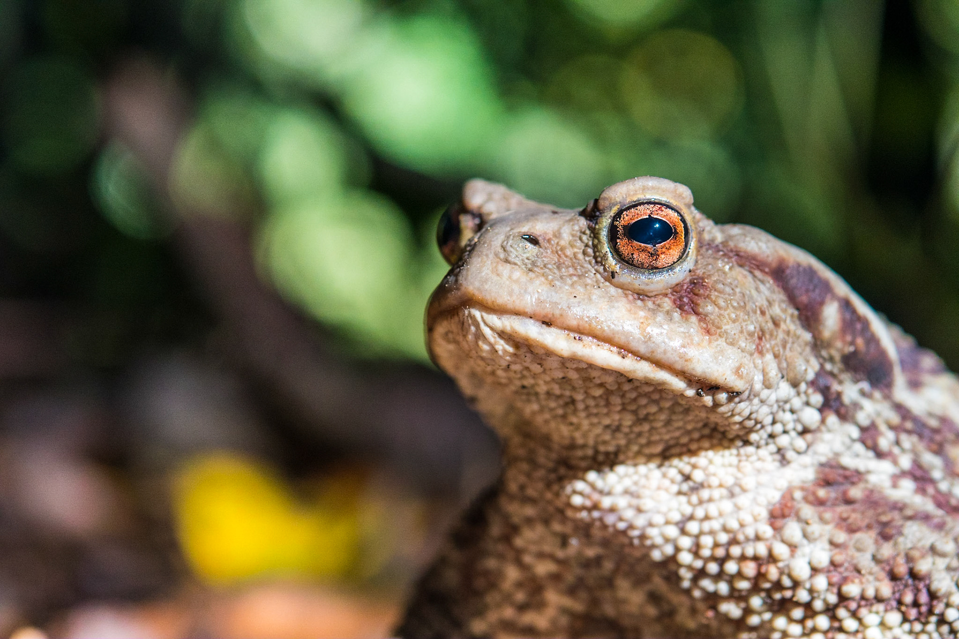 Common toad (Bufo bufo)