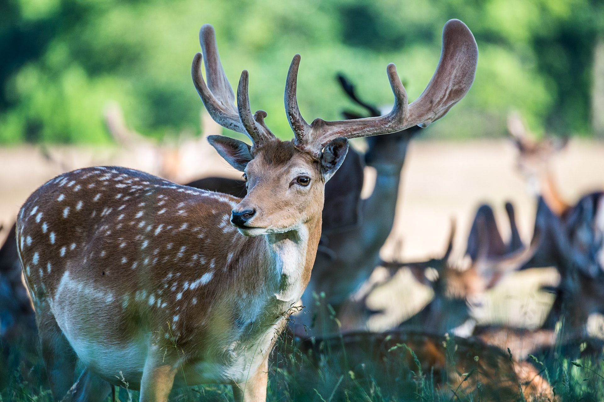 European fallow deer (Dama dama)