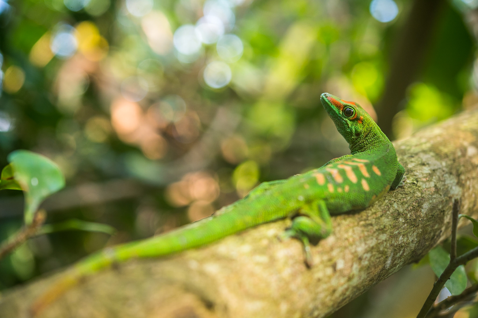 Madagascar day gecko (Phelsuma madagascariensis madagascariensis)