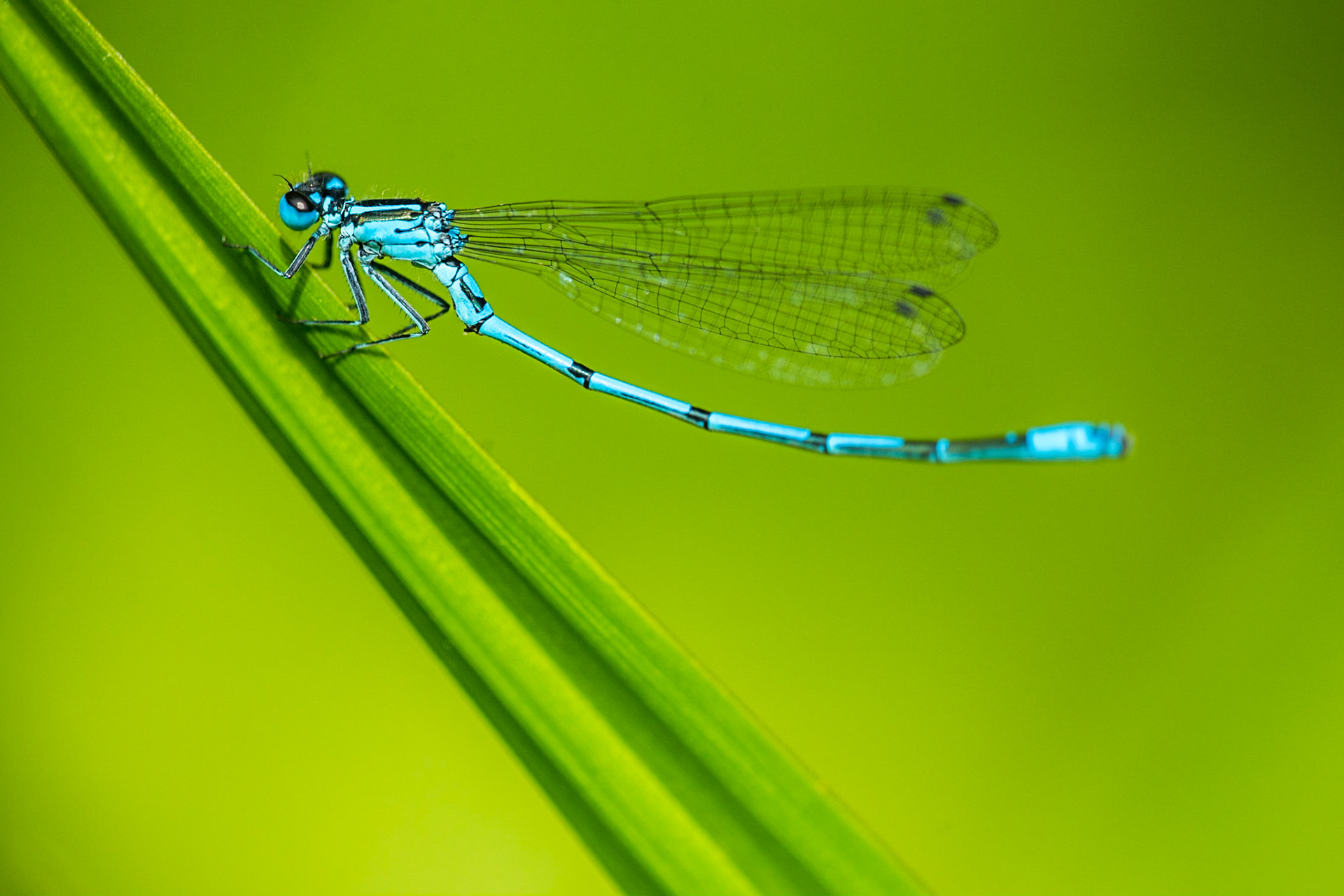 Azure damselfly (Coenagrion puella)