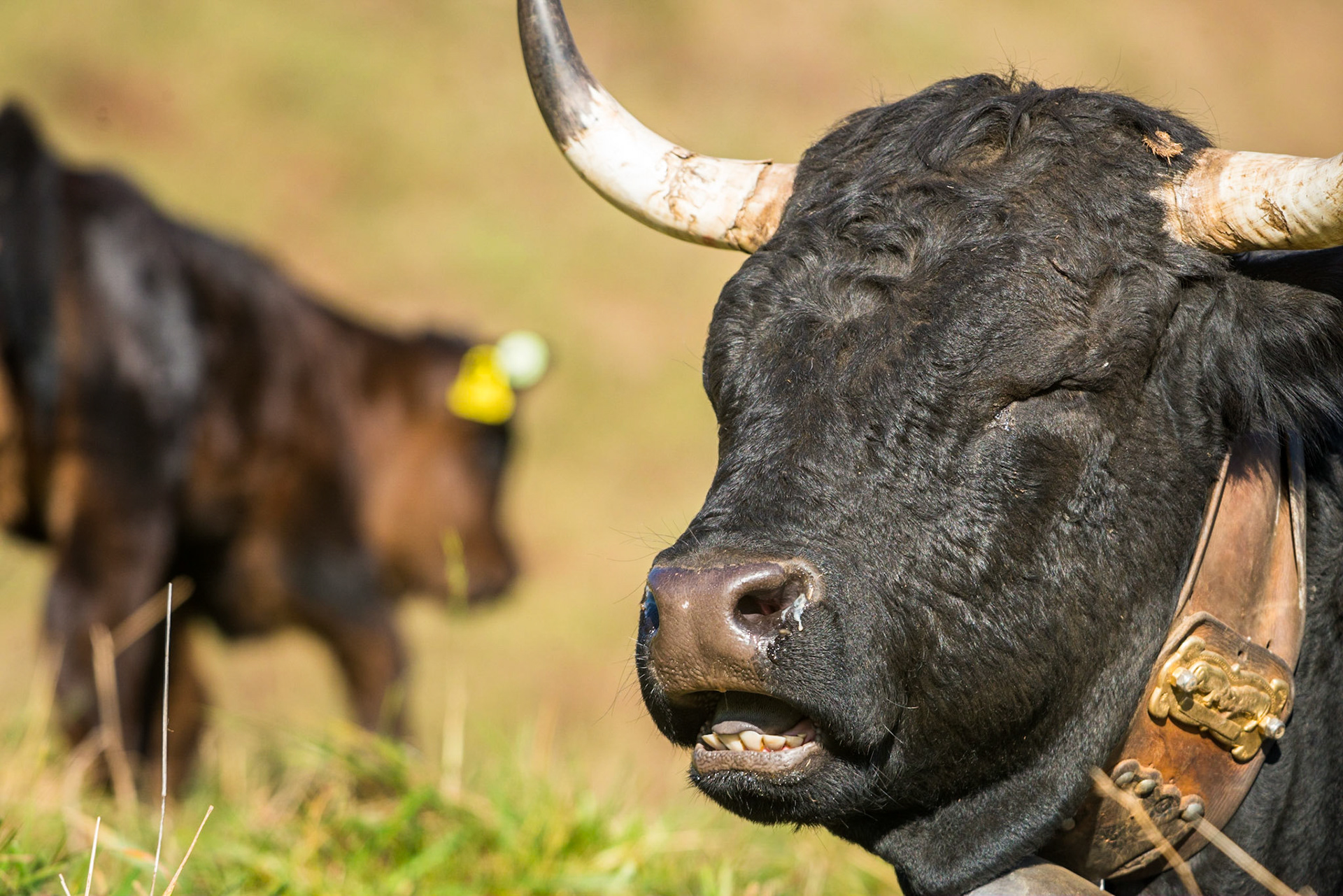 Hérens breed domestic cow (Bos taurus)