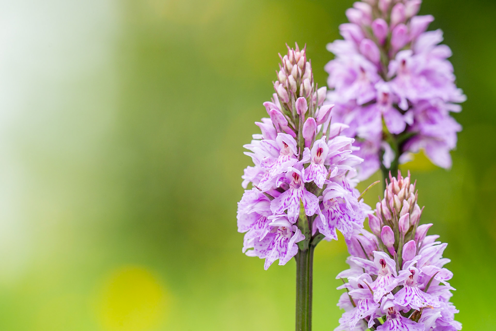 Common spotted orchid (Dactylorhiza fuchsii)
