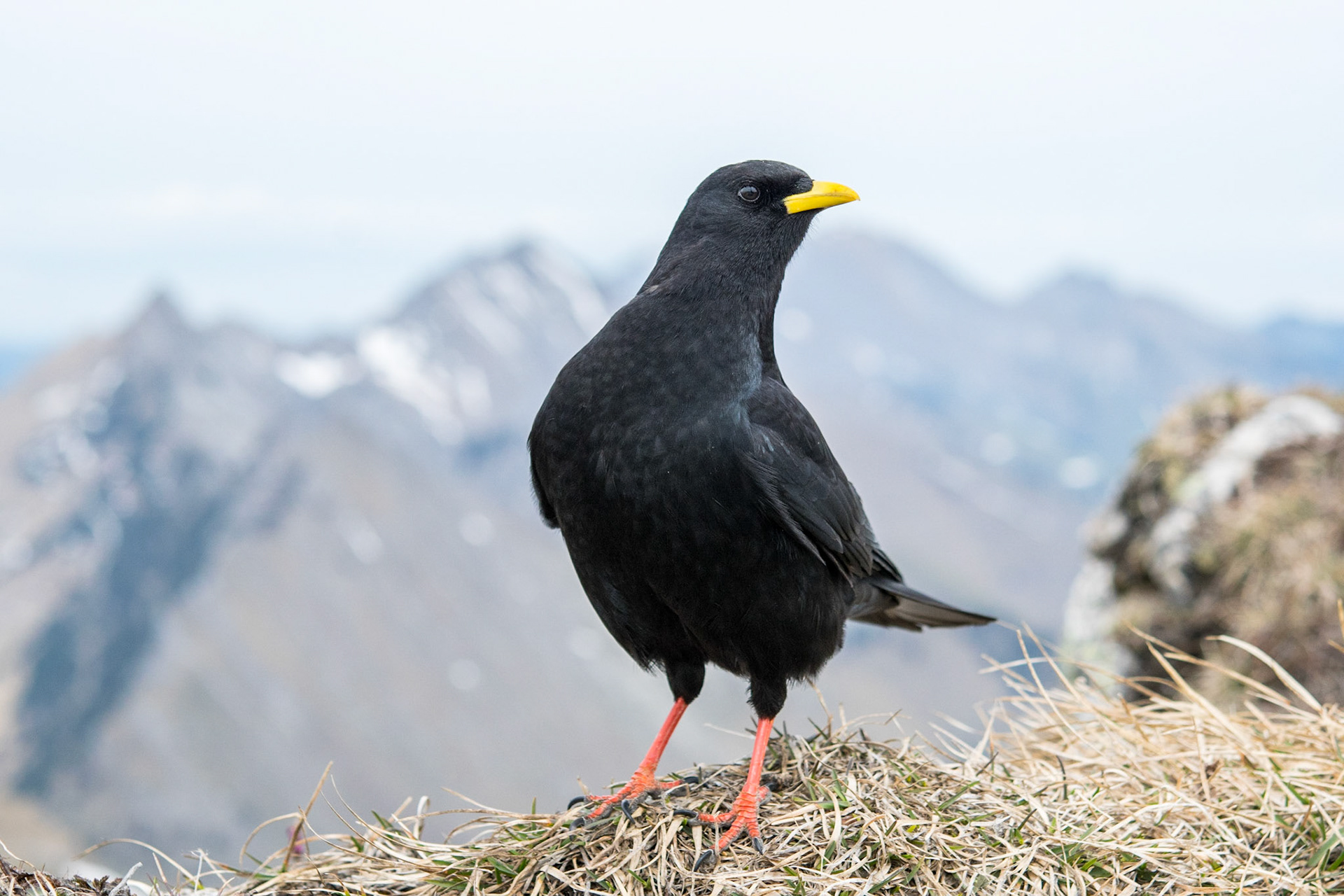 Alpine chough (Pyrrhocorax graculus)