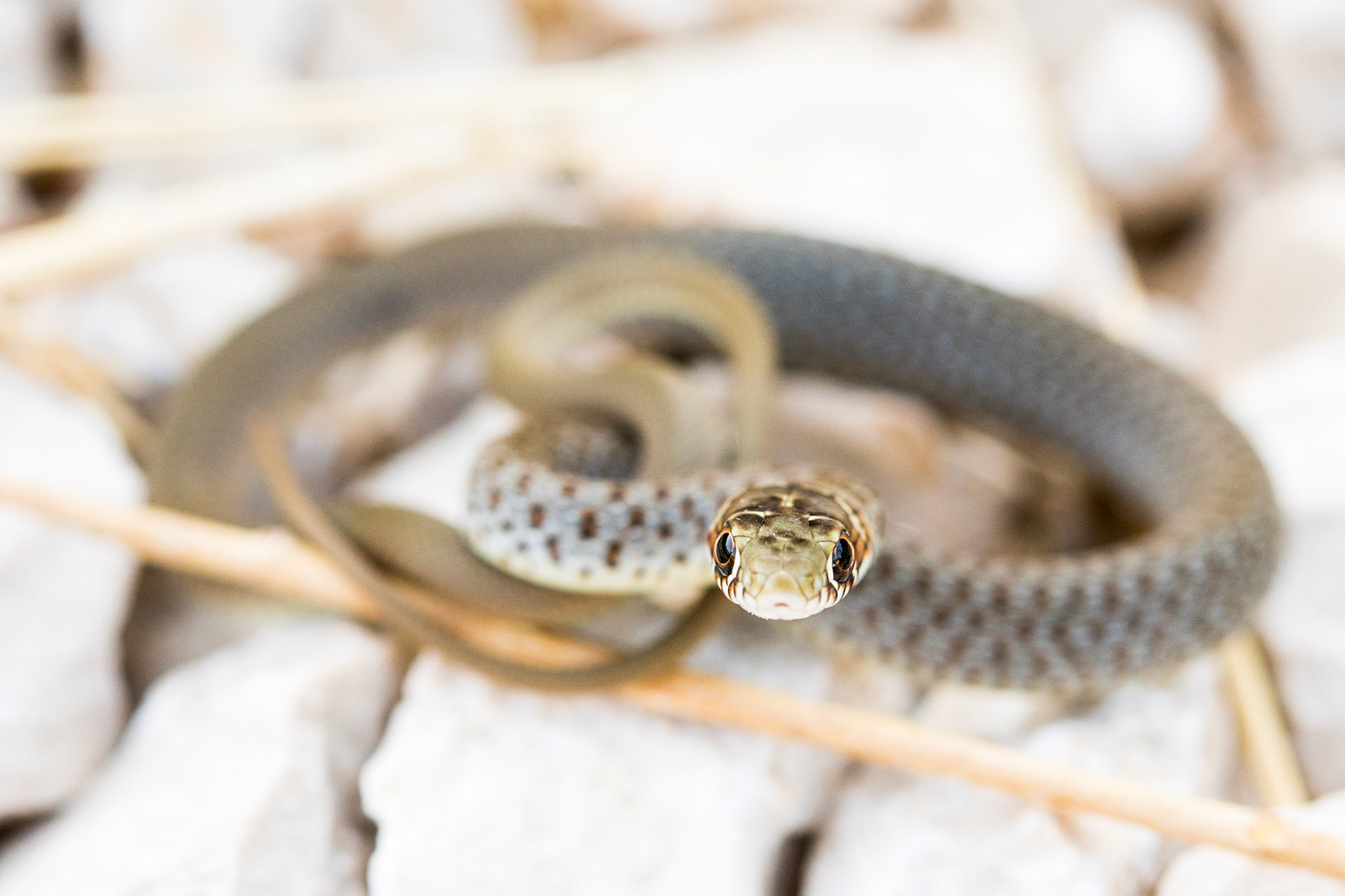 Balkan whip snake (Hierophis gemonensis)