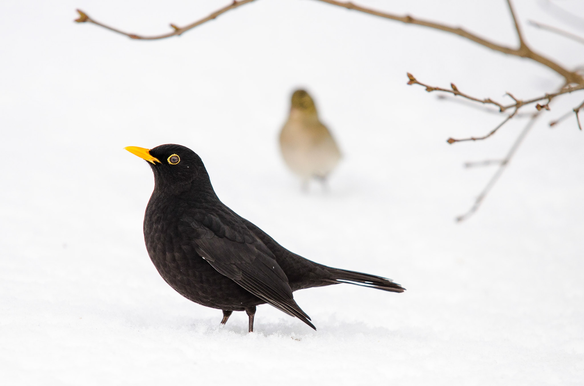 Common blackbird (Turdus merula) and chaffinch (Fringilla coelebs)