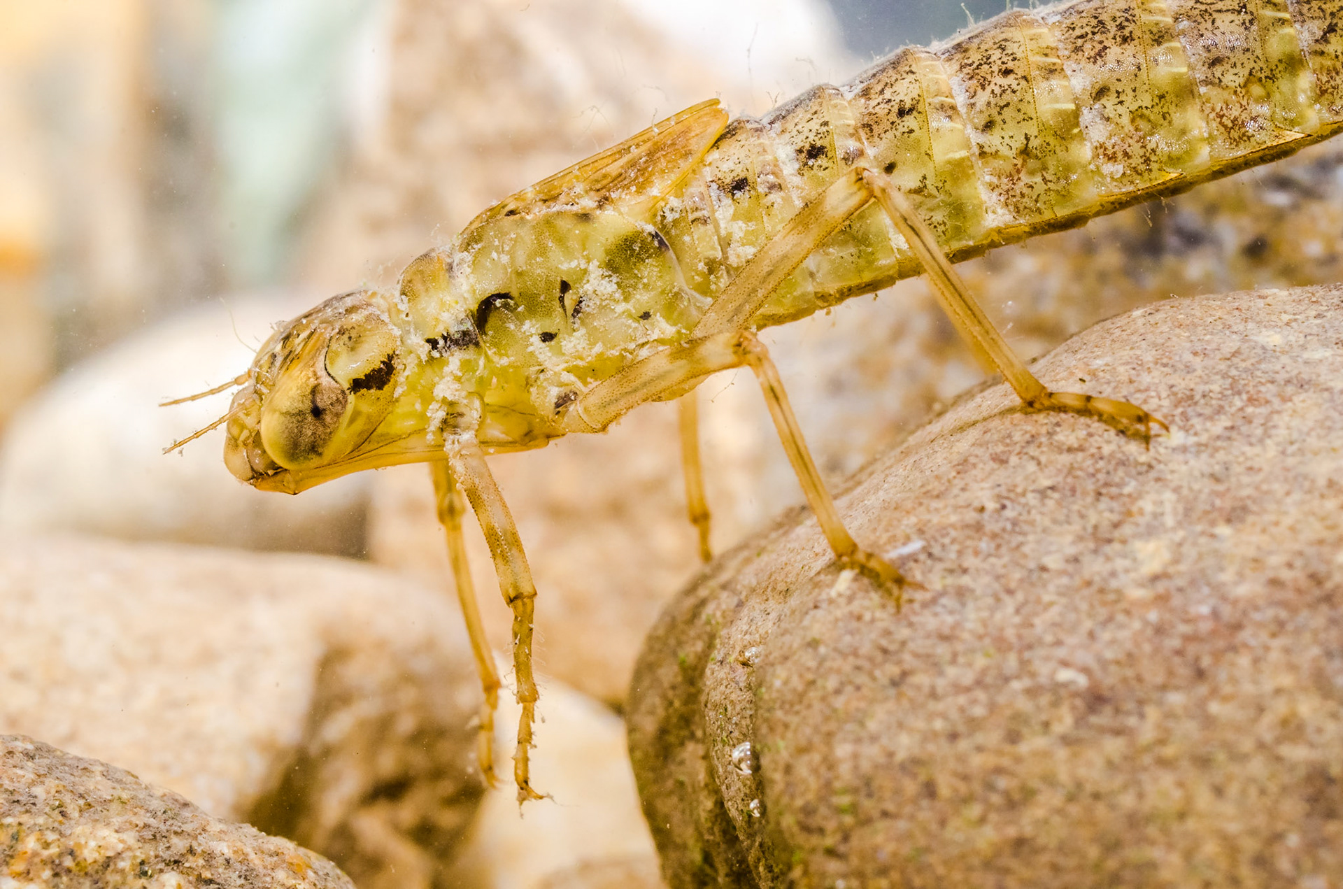 Southern migrant hawker (Aeshna affinis)