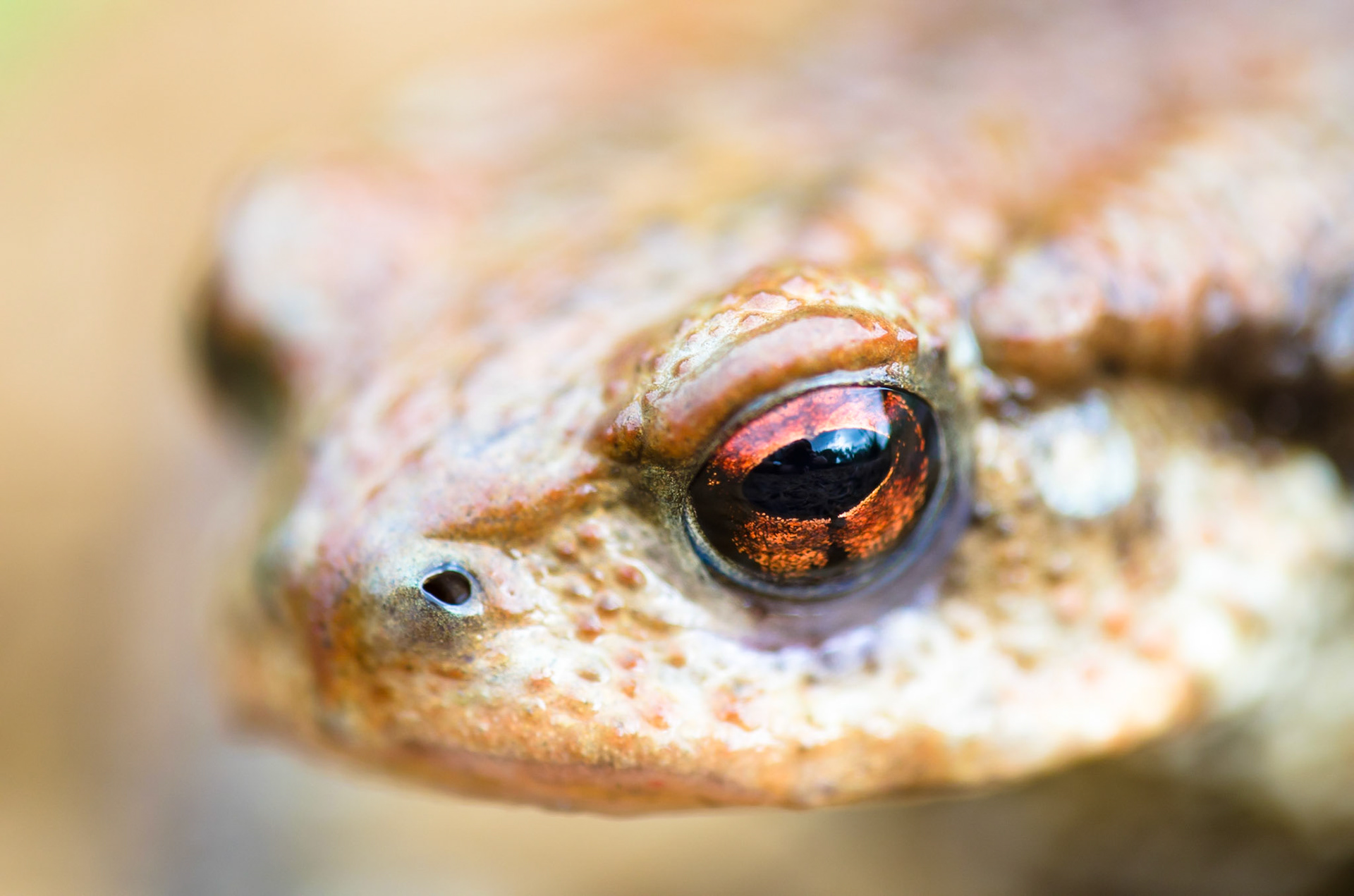 Spiny toad (Bufo spinosus)