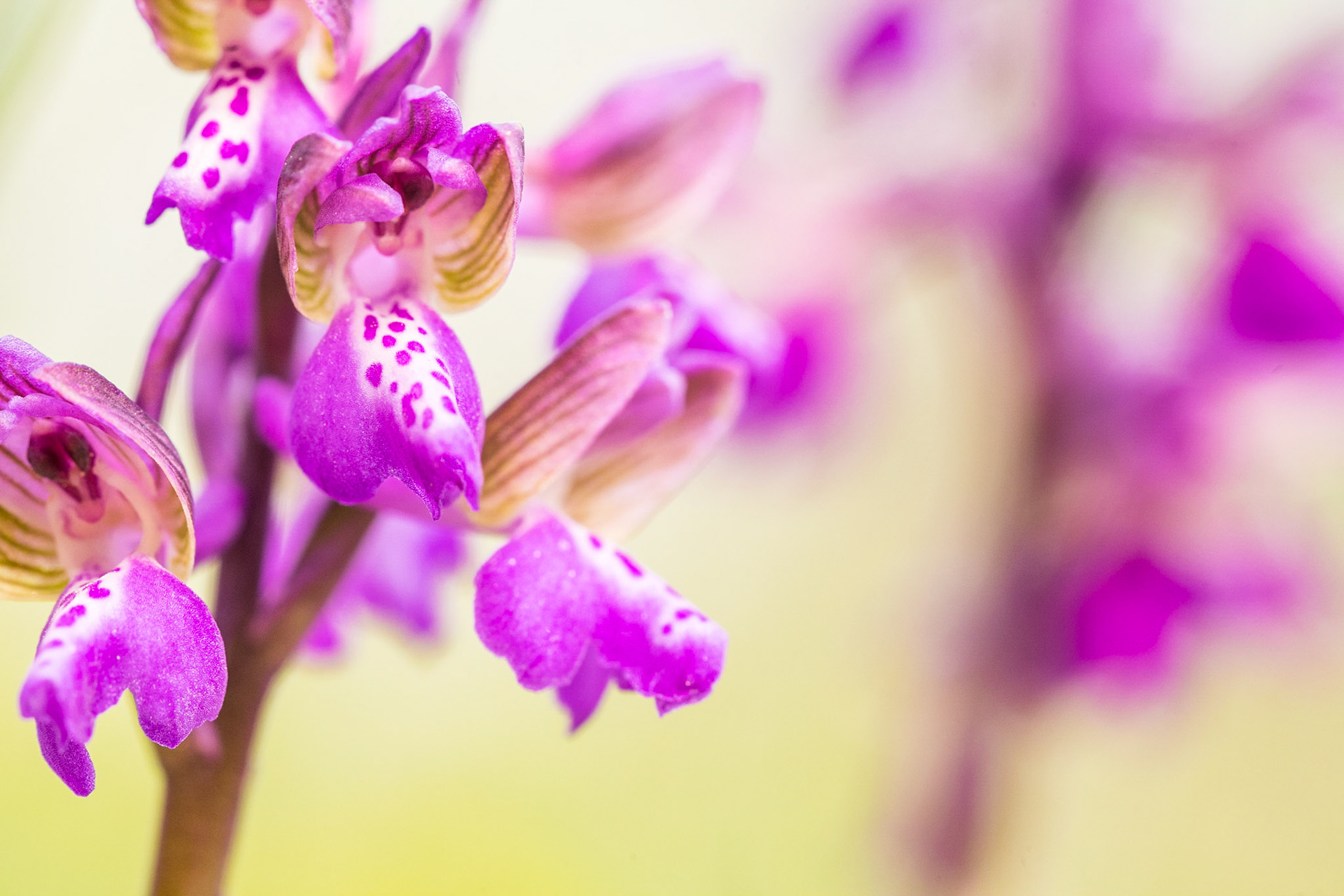 Green-winged orchid (Anacamptis or Orchis morio)