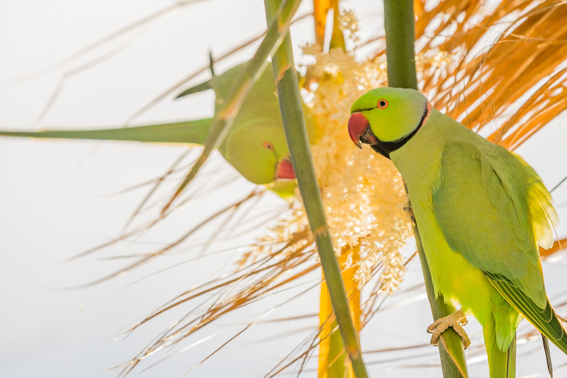 Rose-ringed parakeet (Psittacula krameri)