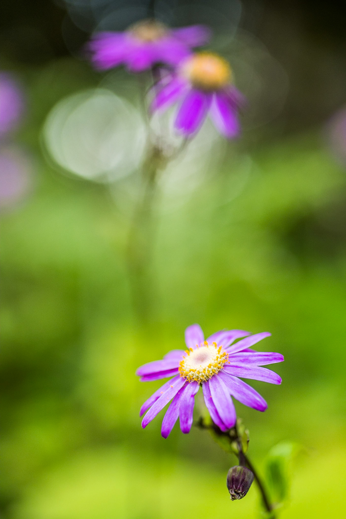 Pericallis tussilaginis