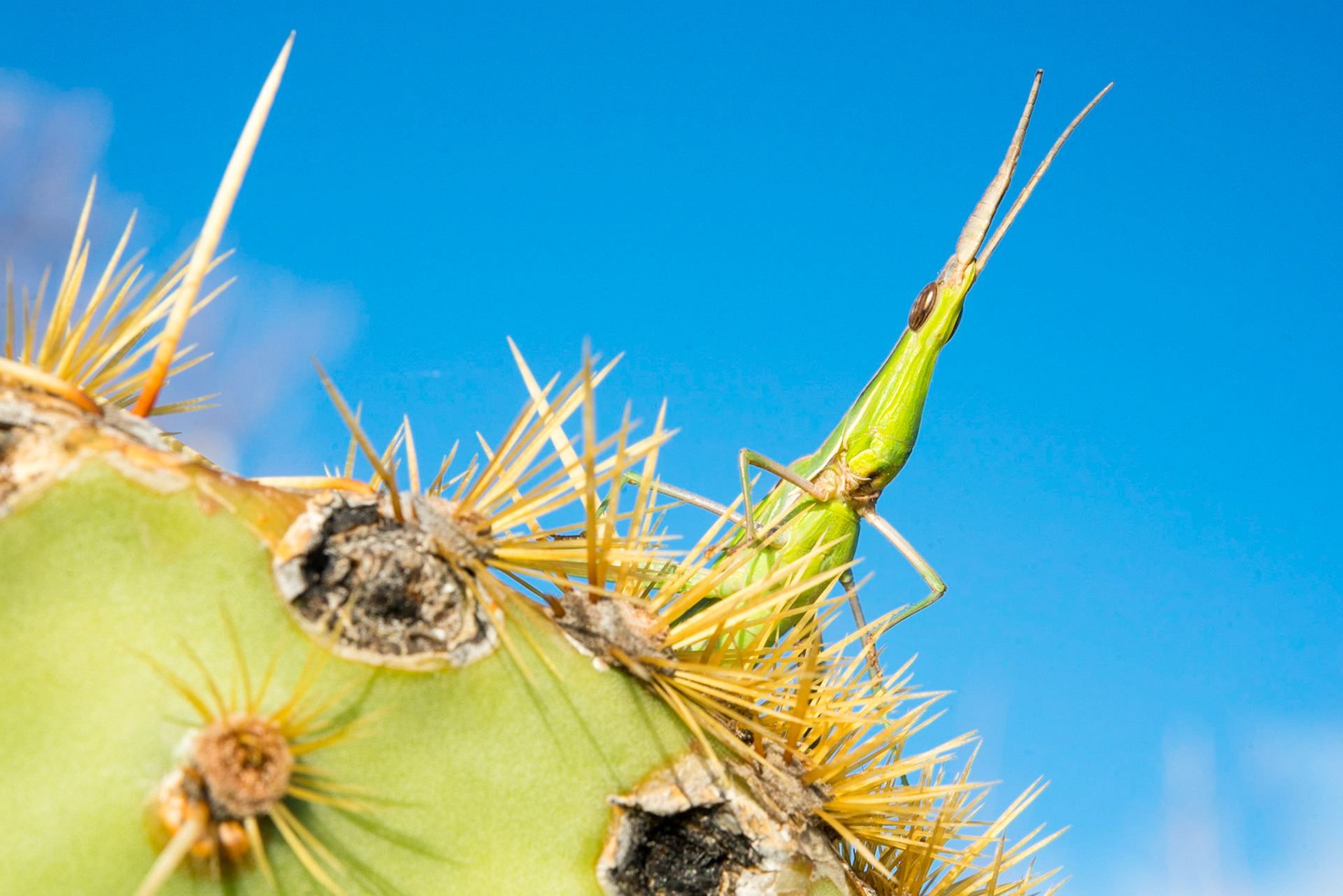 Cone-headed grasshopper (Acrida ungarica)