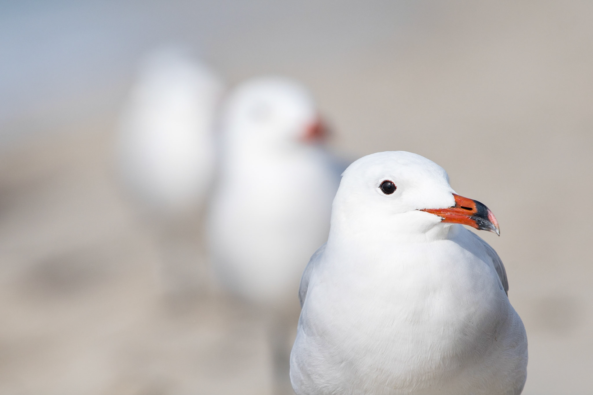 Audouin's gull (Ichthyaetus audouinii)