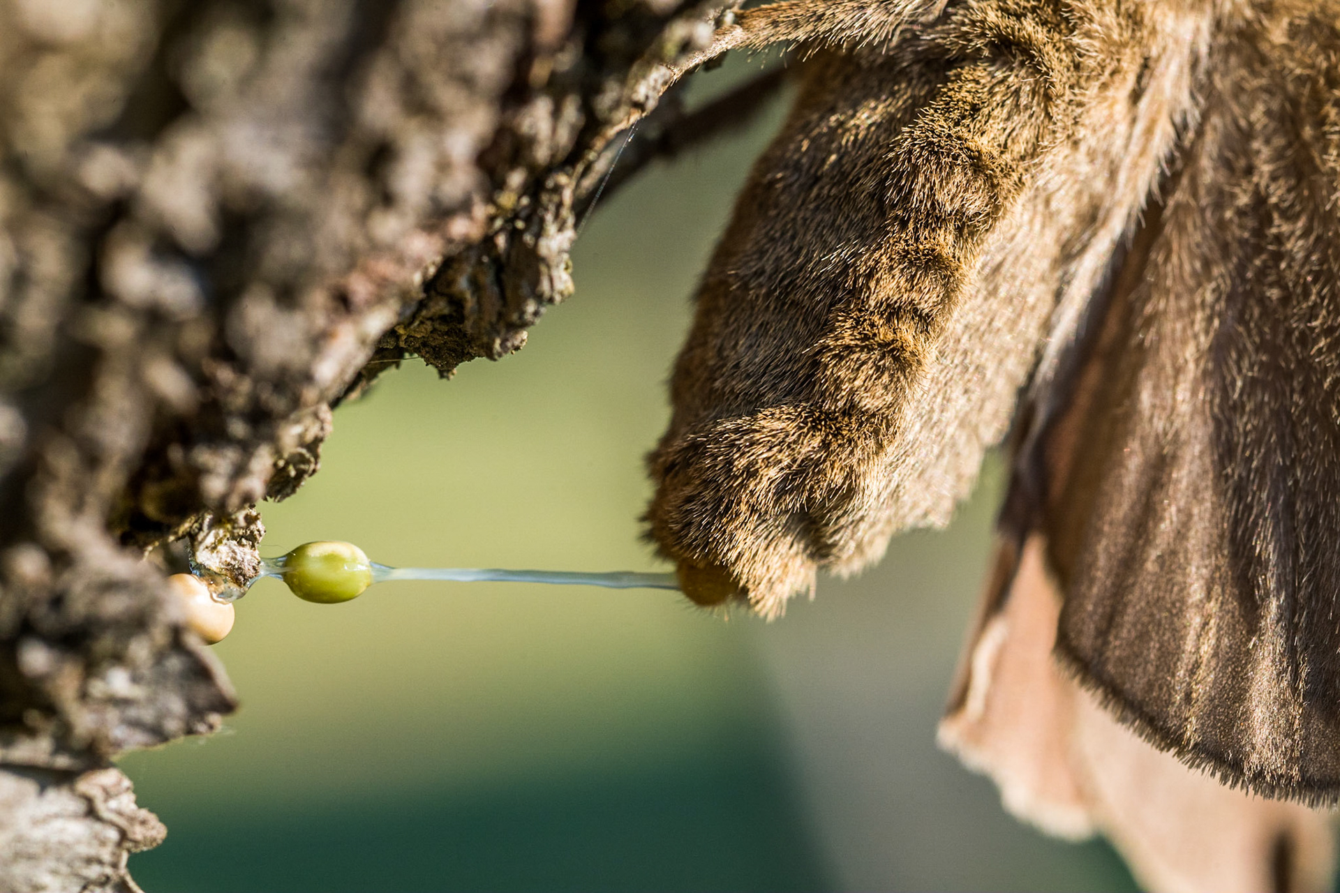 Fox moth (Macrothylacia rubi), laying eggs