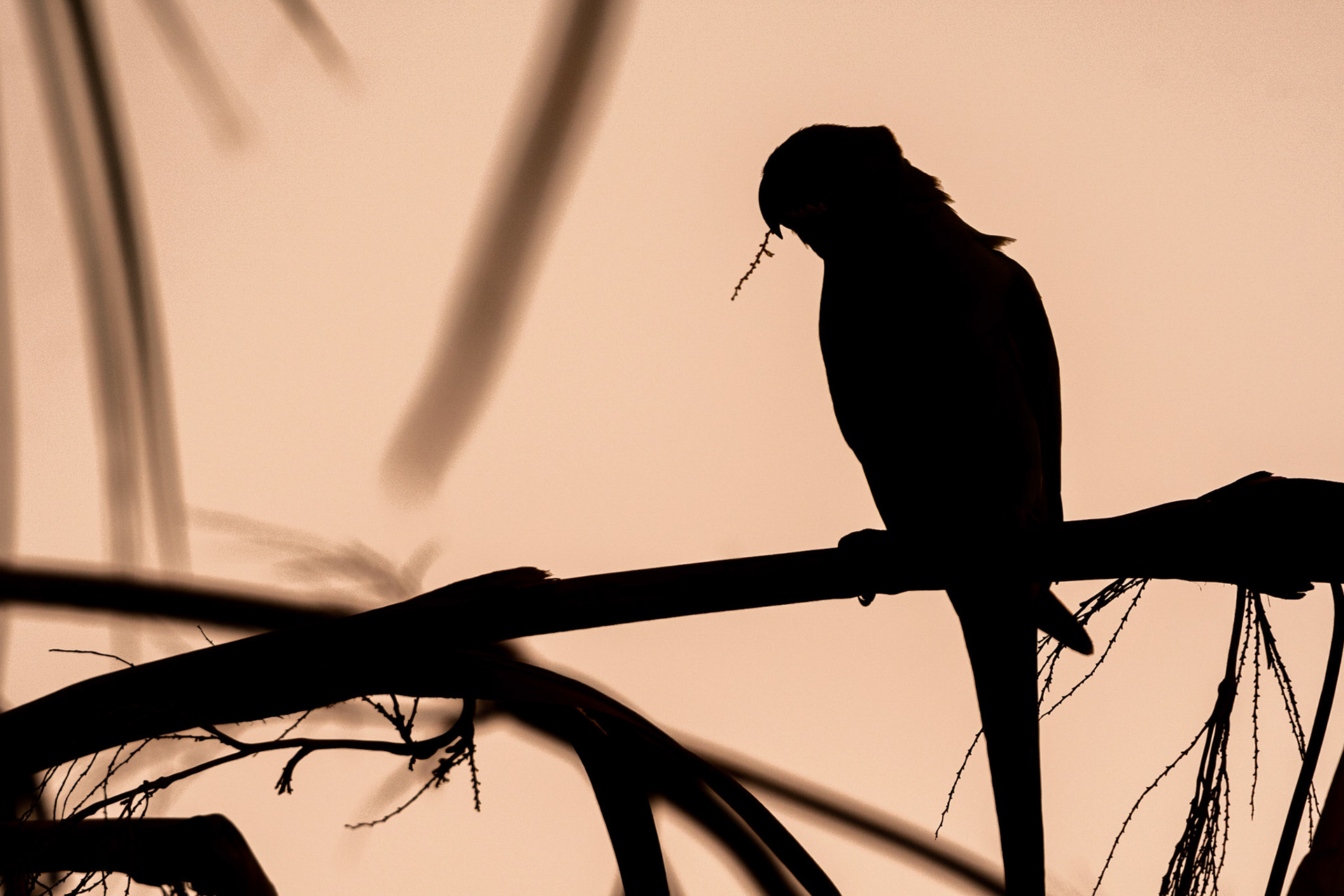 Rose-ringed parakeet (Psittacula krameri)