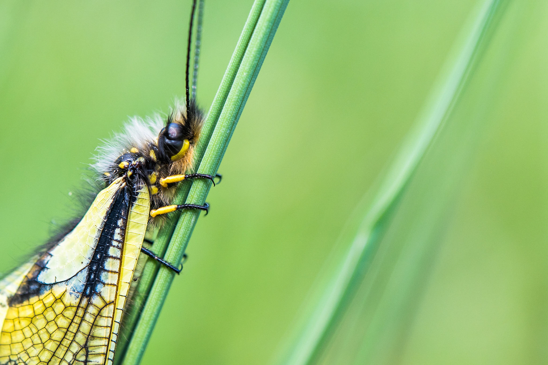 Owly sulphur (Libelloides coccajus)