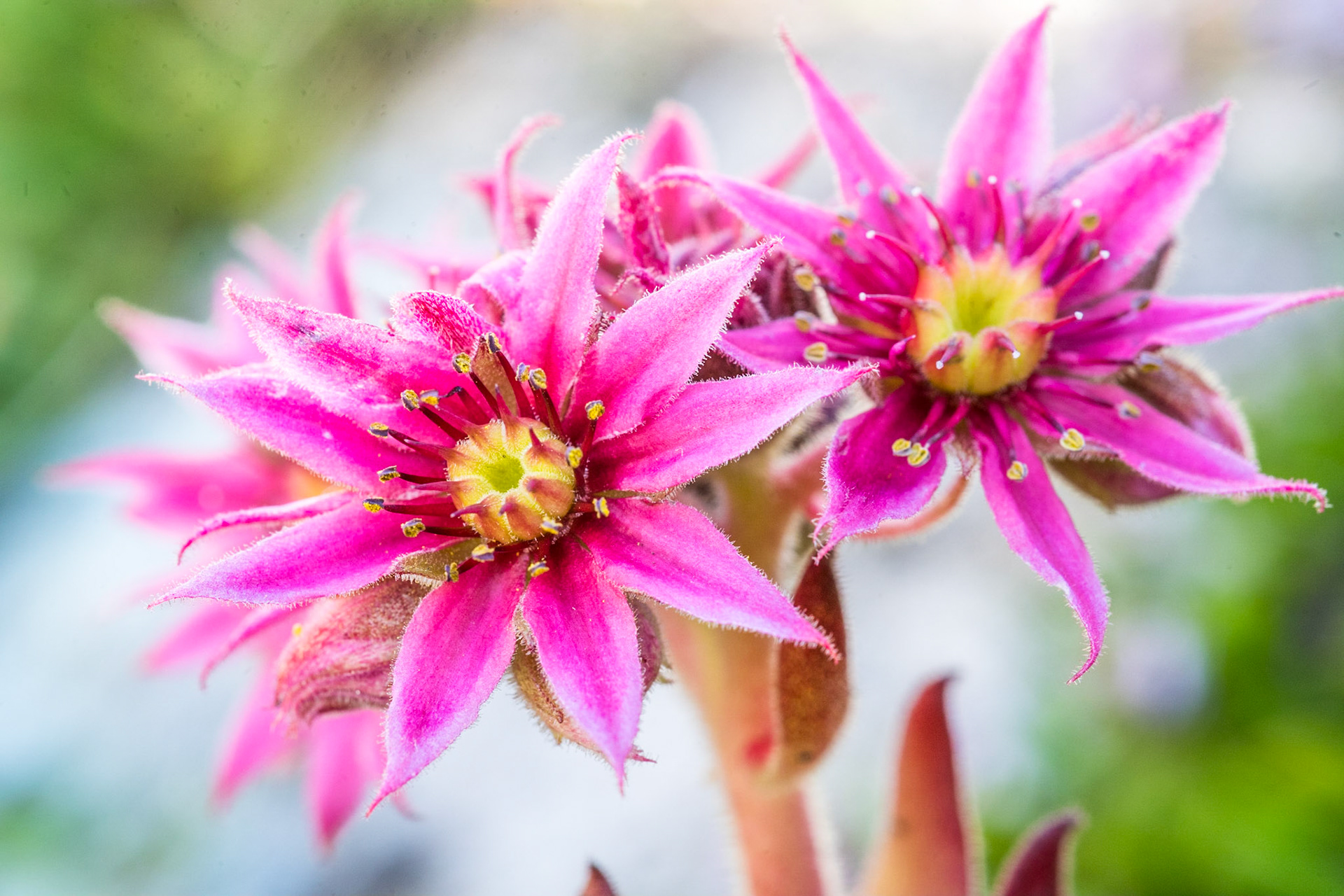 Cobweb house-leek (Sempervivum arachnoideum)