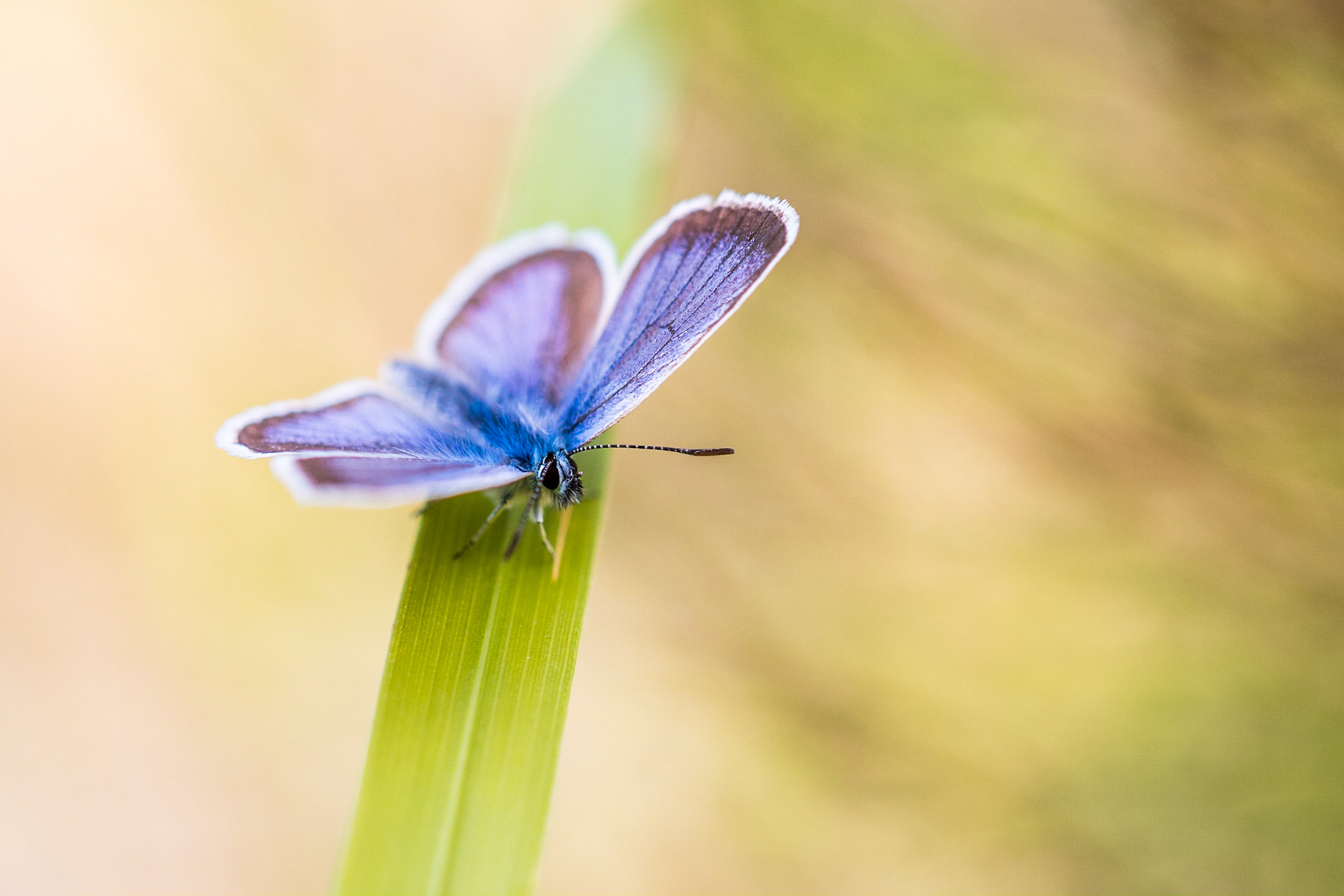 Silver-studded blue (Plebejus argus)