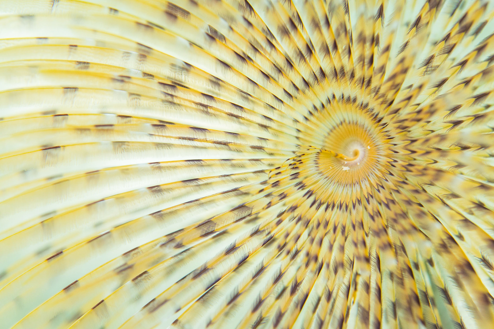 Mediterranean fanworm (Sabella spallanzanii)