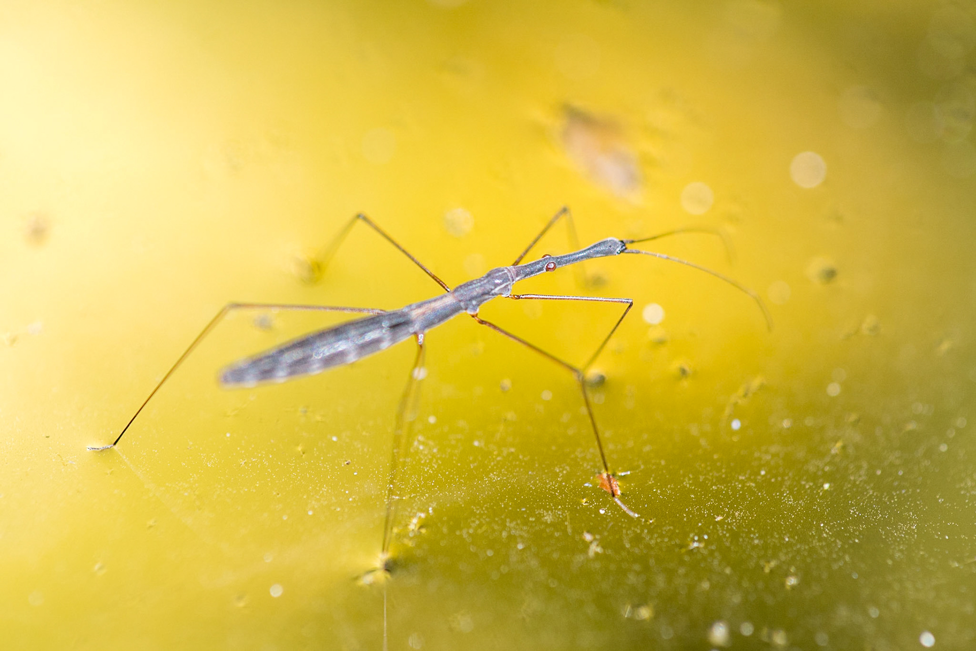 Common water-measurer (Hydrometra stagnorum)