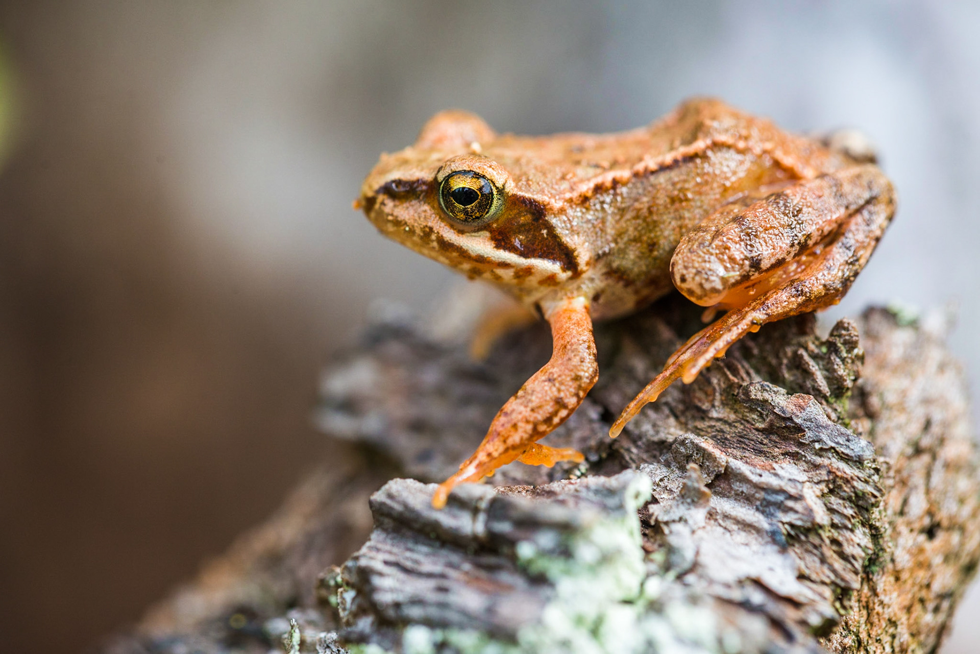 Common frog (Rana temporaria)
