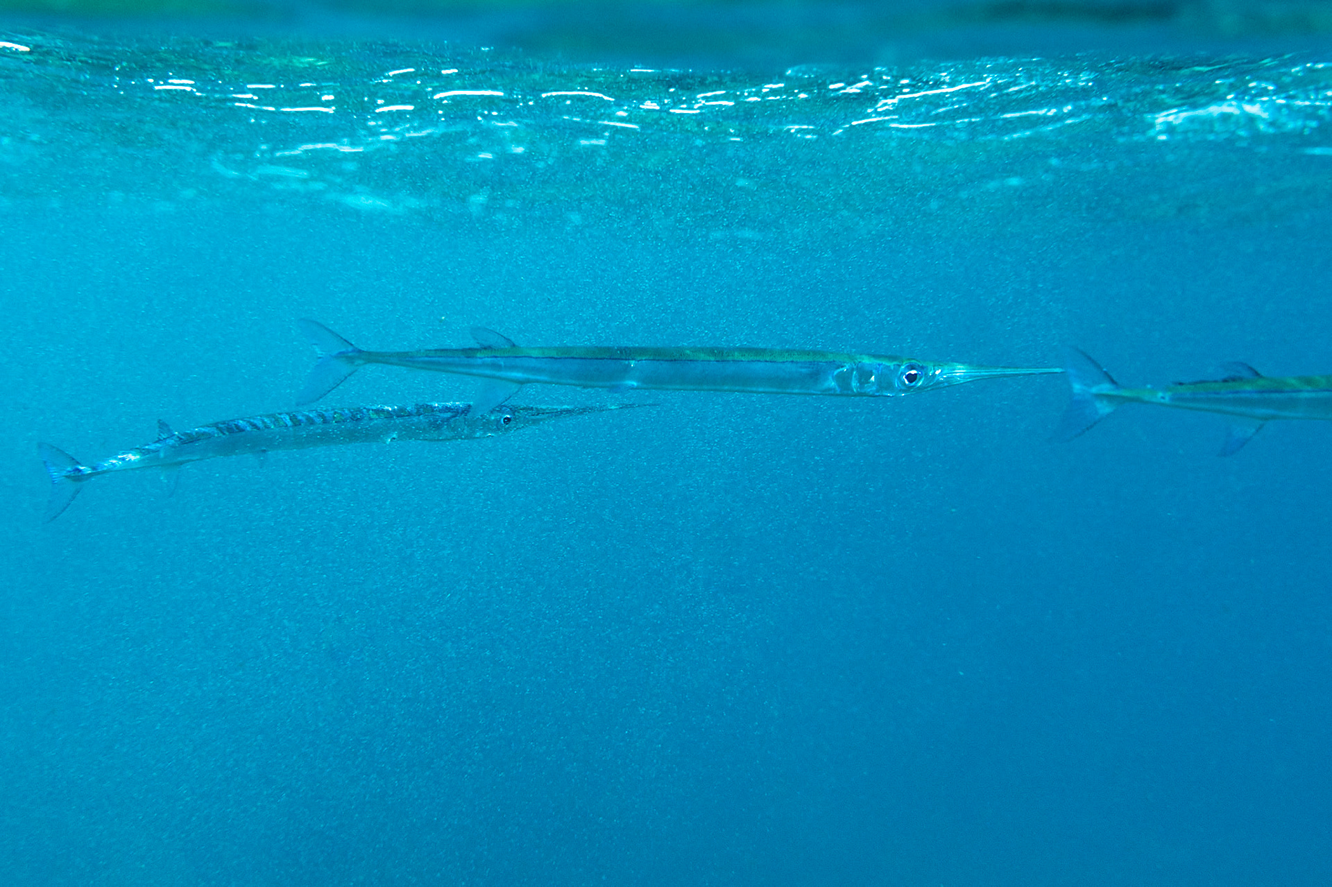 Garfish (Belone belone)