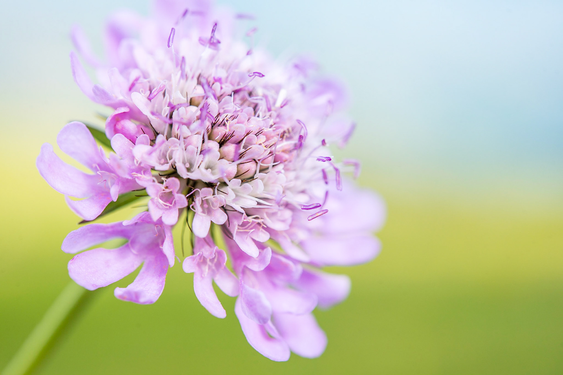 Shining scabious (Scabiosa lucida)