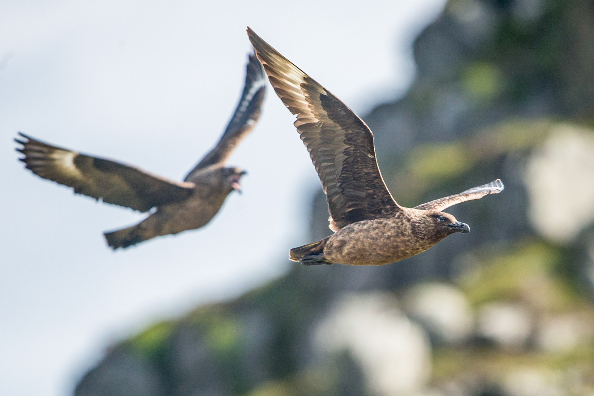 Great skua (Stercorarius skua)