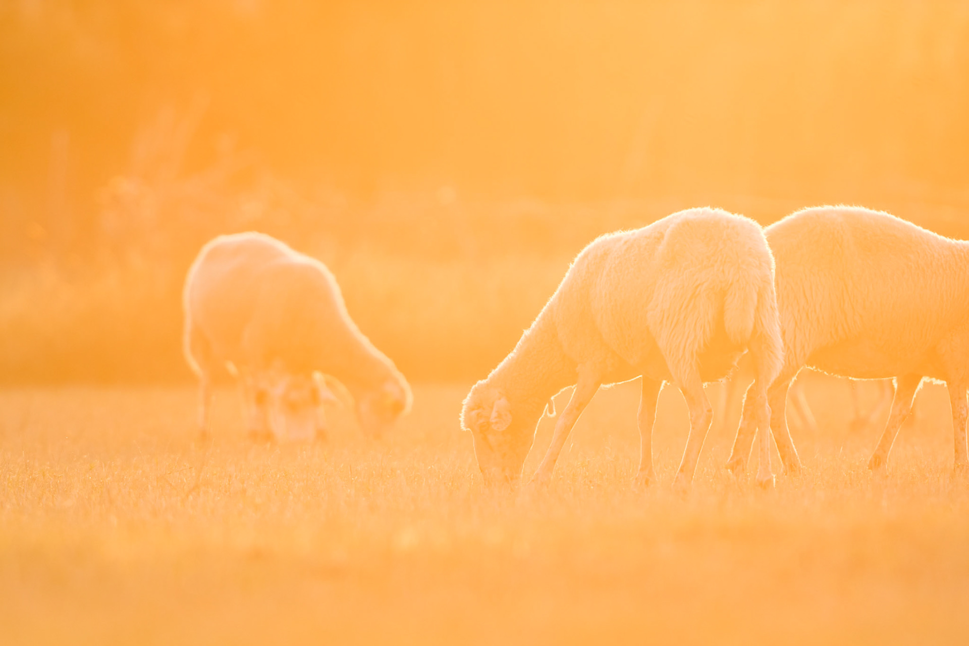 Domestic sheep (Ovis aries)