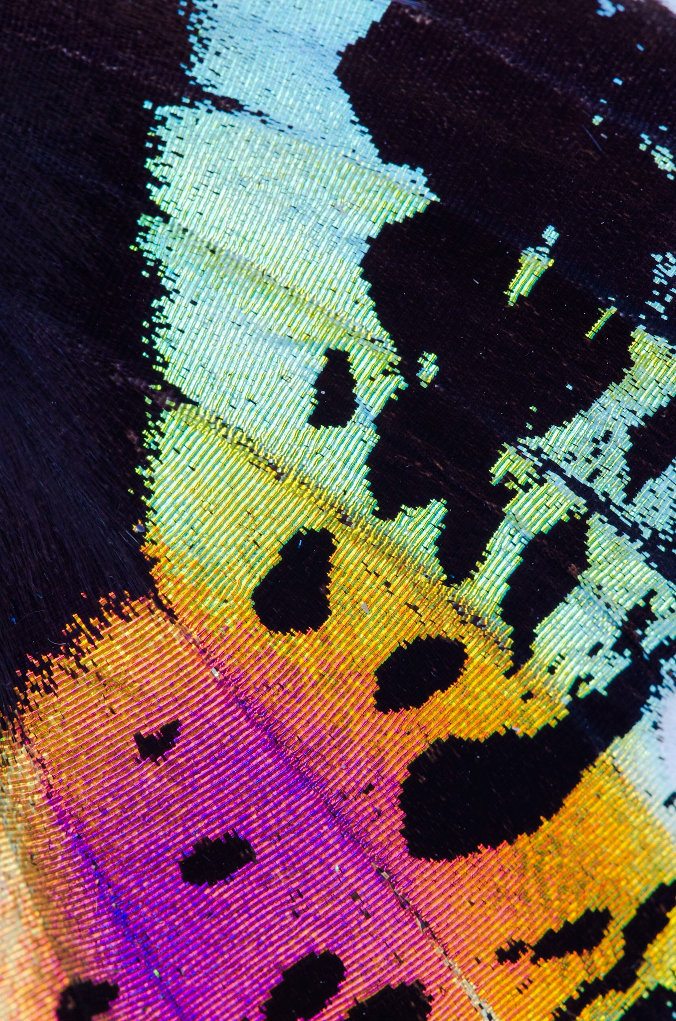 Madagascan sunset moth (Chrysiridia rhipheus)