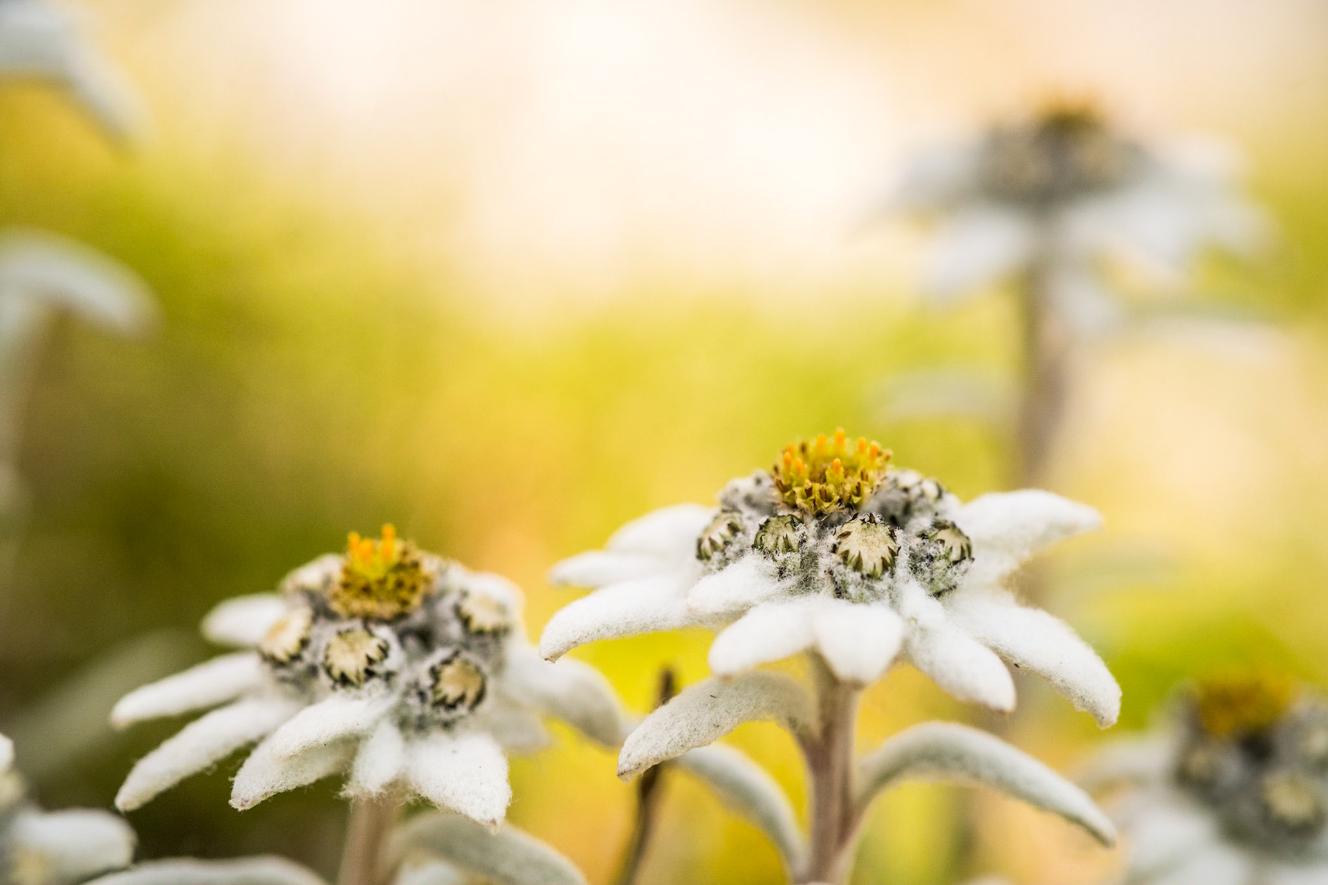 Edelweiss (Leontopodium alpinum or nivale)