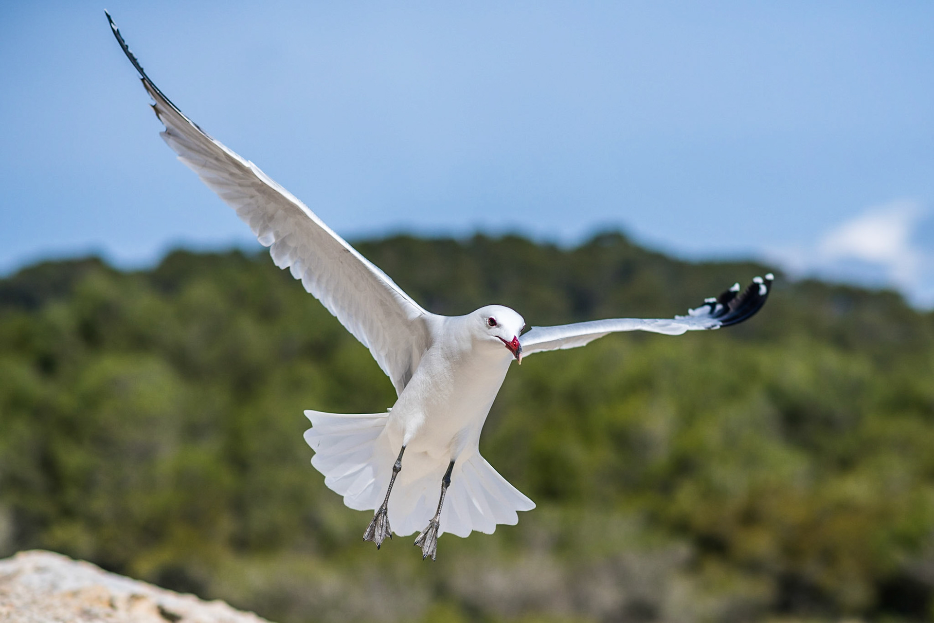 Audouin's gull (Ichthyaetus audouinii)