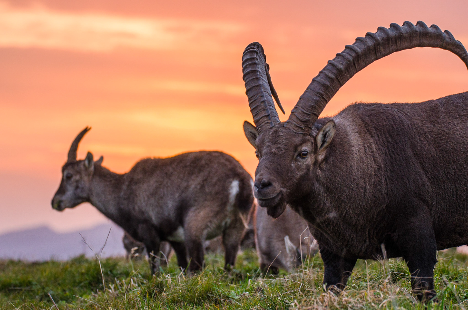 Alpine ibex (Capra ibex)