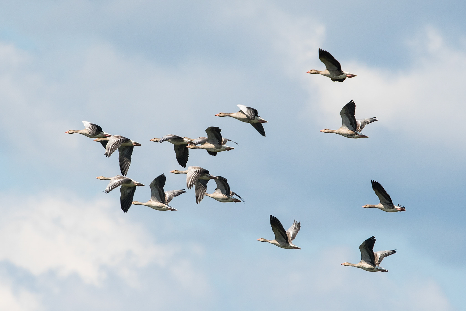 Greylag goose or graylag goose (Anser anser)