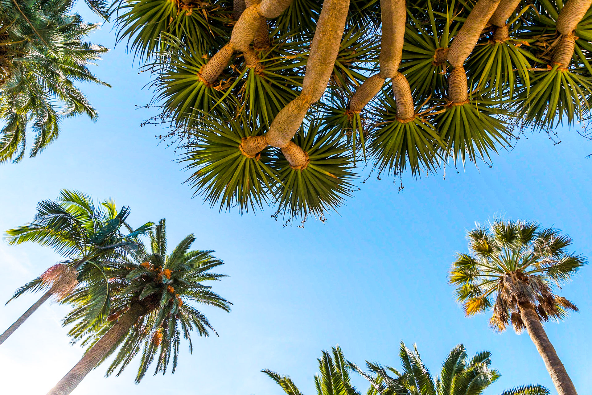 Dracaena draco, Phoenix canariensis and other palms
