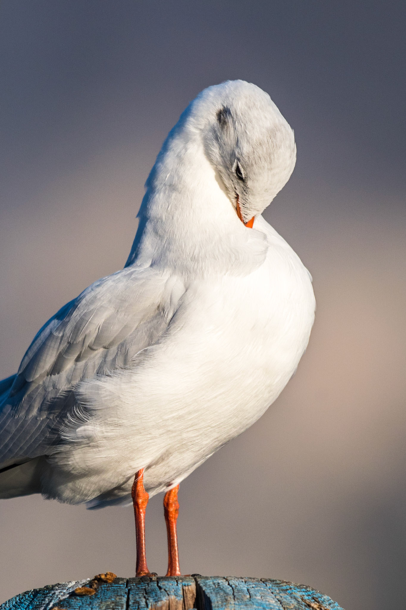 Mouette rieuse (Black-headed gull (Chroicocephalus ridibundus)ridibundus, anciennement Larus ridibundus), sur un poteau, prend soin de son plumage.