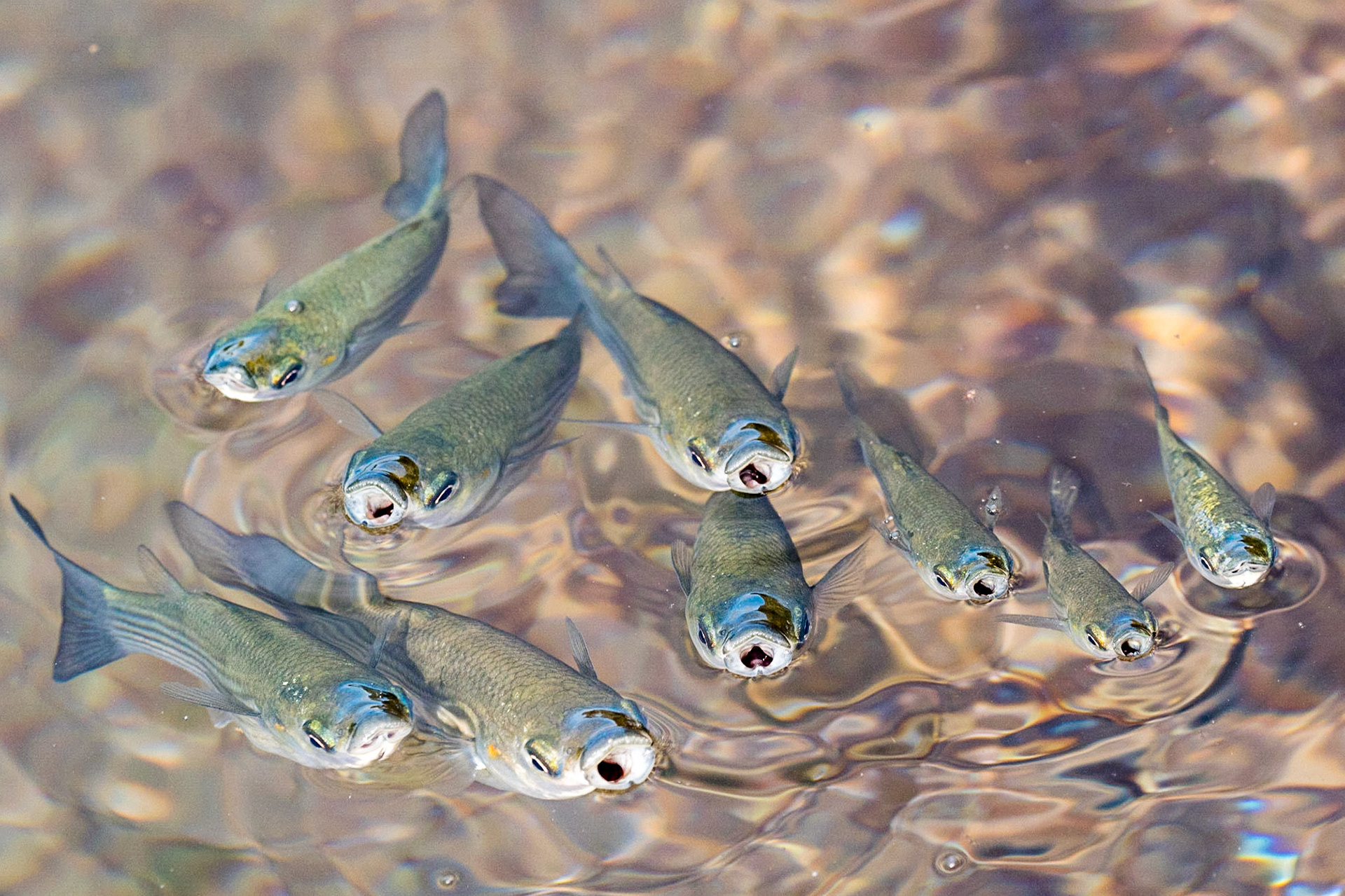 Thicklip grey mullet (Chelon labrosus)