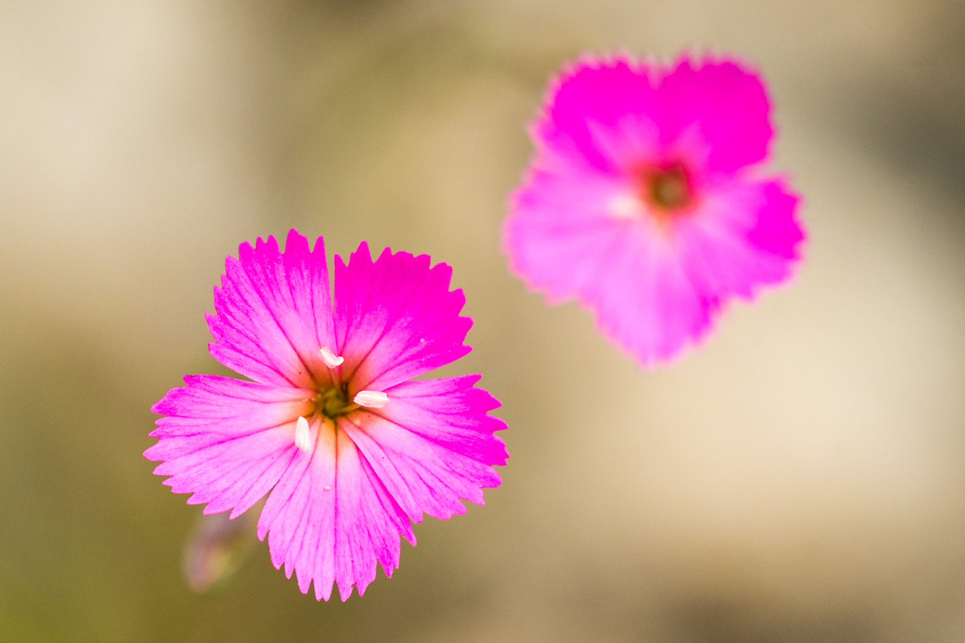 Wood pink (Dianthus sylvestris)