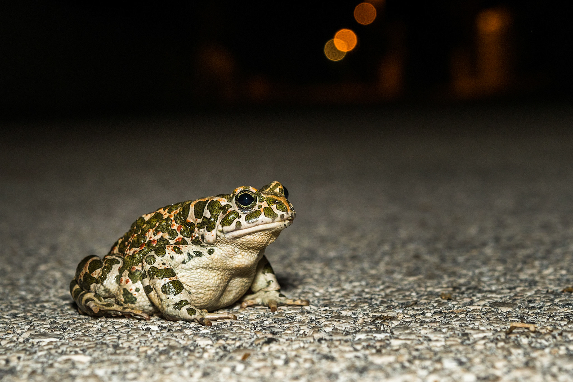 European green toad (Bufotes viridis)