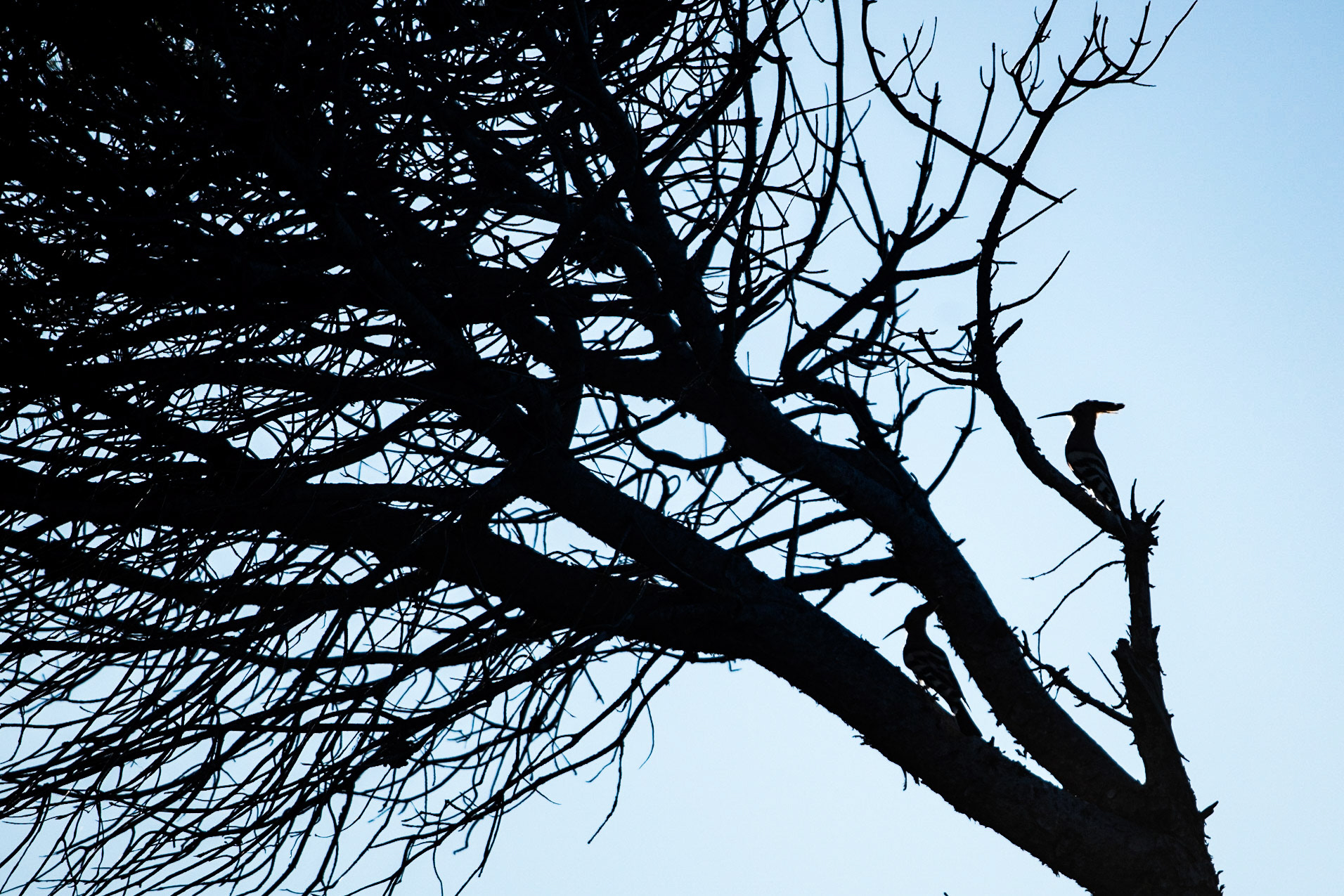 Eurasian hoopoe (Upupa epops)