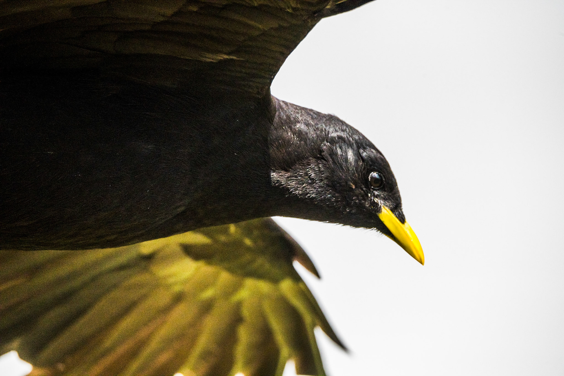 Alpine chough (Pyrrhocorax graculus)