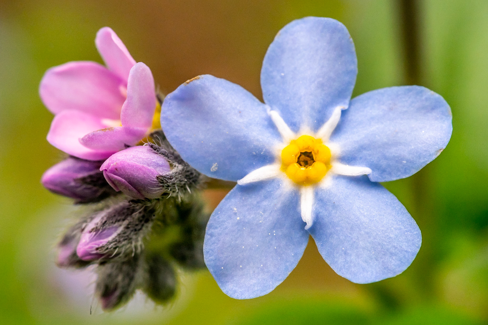 Wood forget-me-not (Myosotis sylvatica)