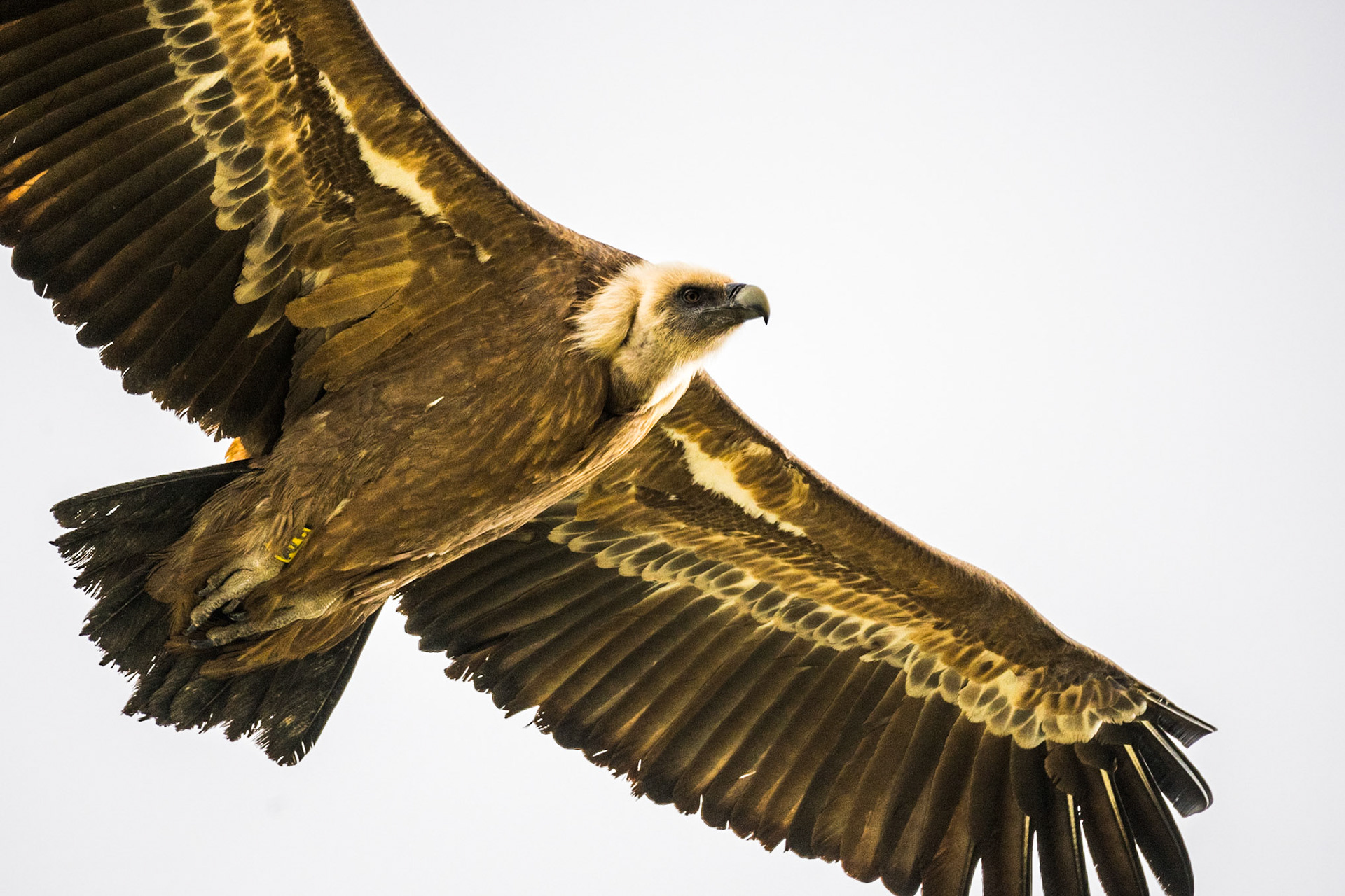 Eurasian griffon vulture (Gyps fulvus)